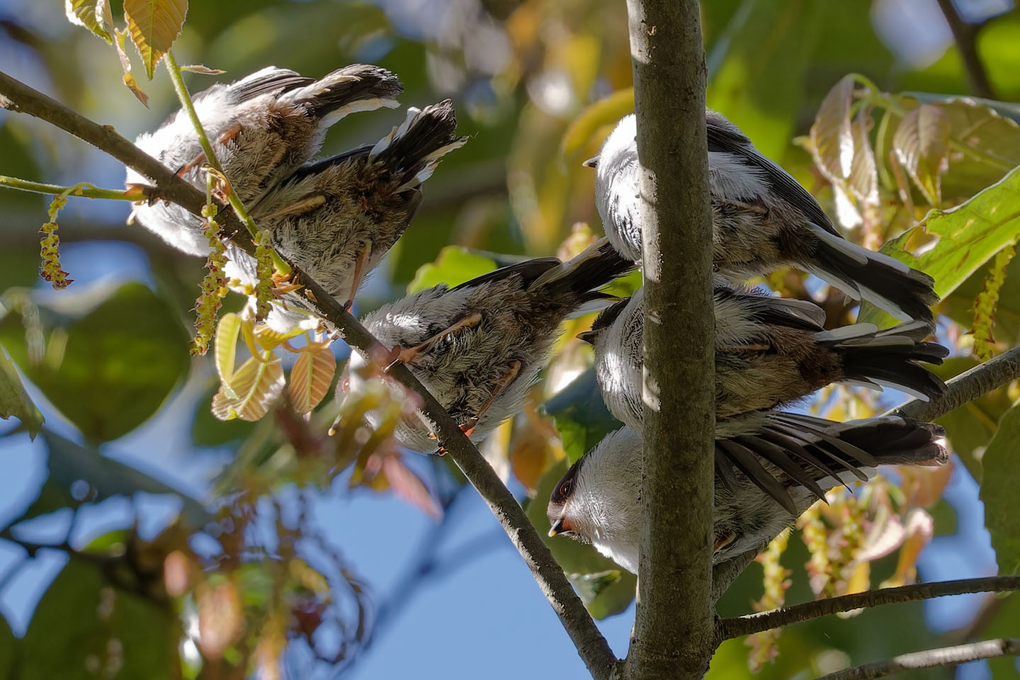 Canon EOS 6D0 + TAMRON SP 150-600mm F/5-6.3 Di VC USD (A011) and DxO PureRAW 3