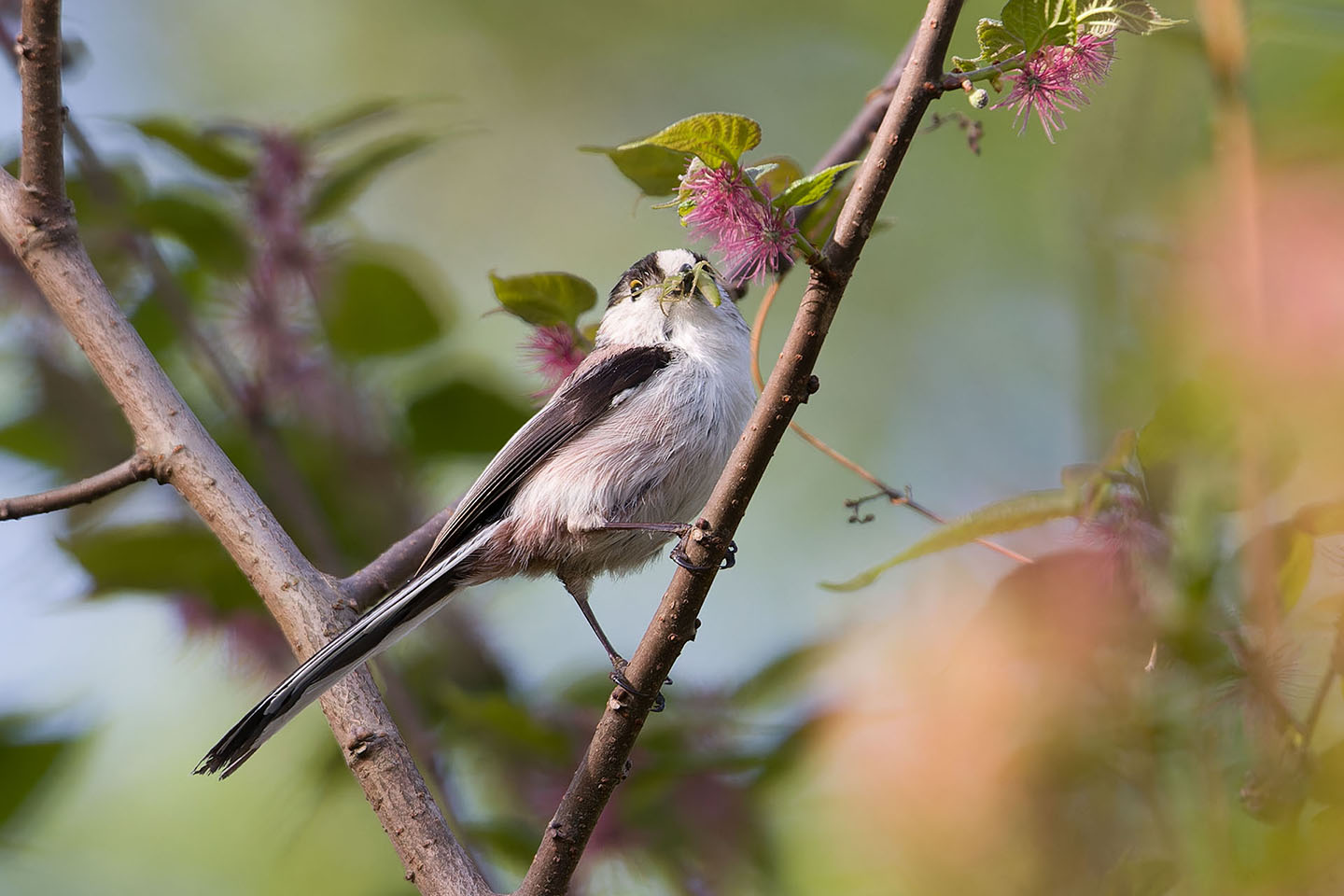 Canon EOS 60D + TAMRON SP 150-600mm F/5-6.3 Di VC USD (A011) and DxO PureRAW 3