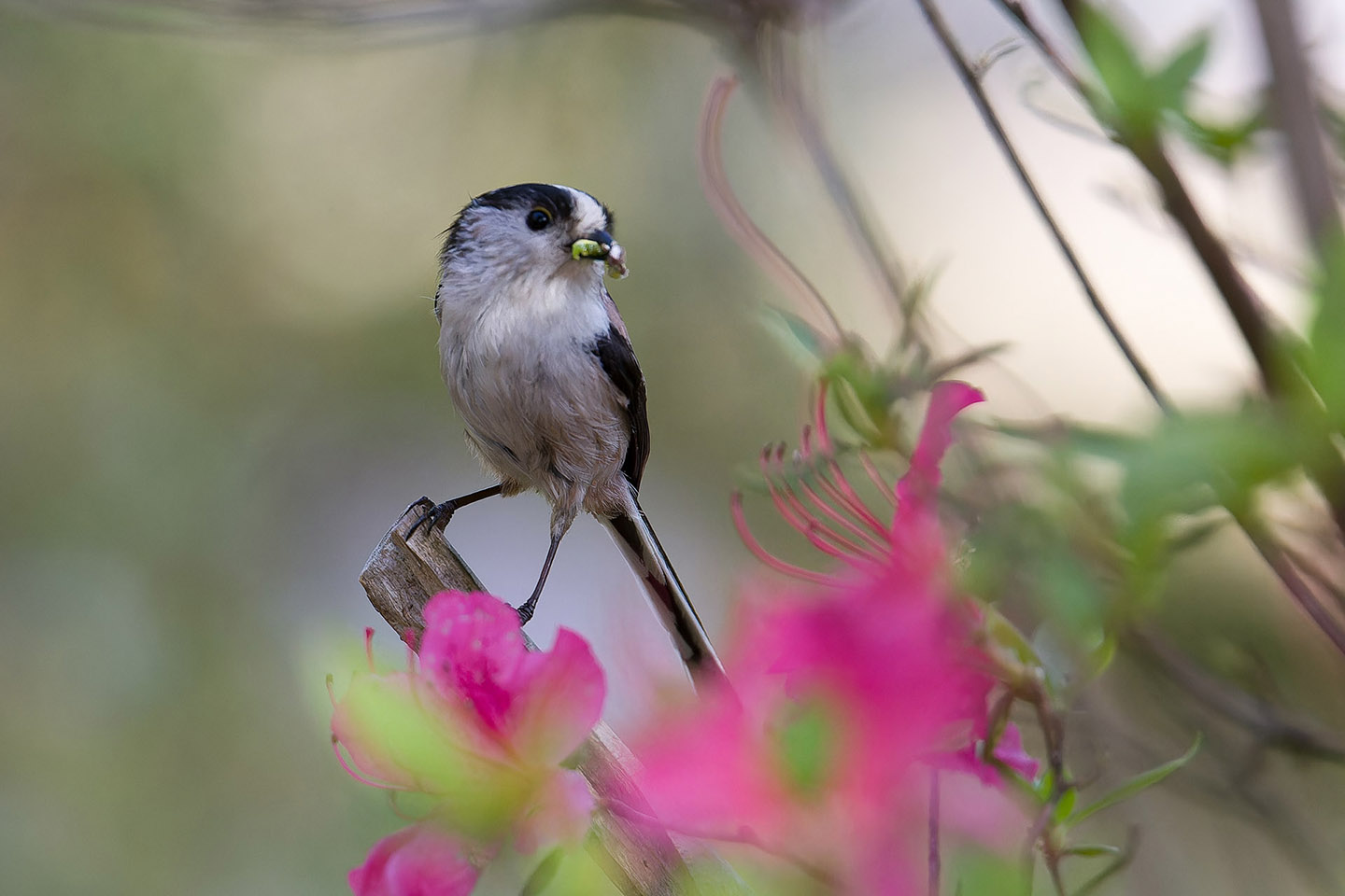 Canon EOS 6D + TAMRON SP 150-600mm F/5-6.3 Di VC USD (A011) and DxO PureRAW 3