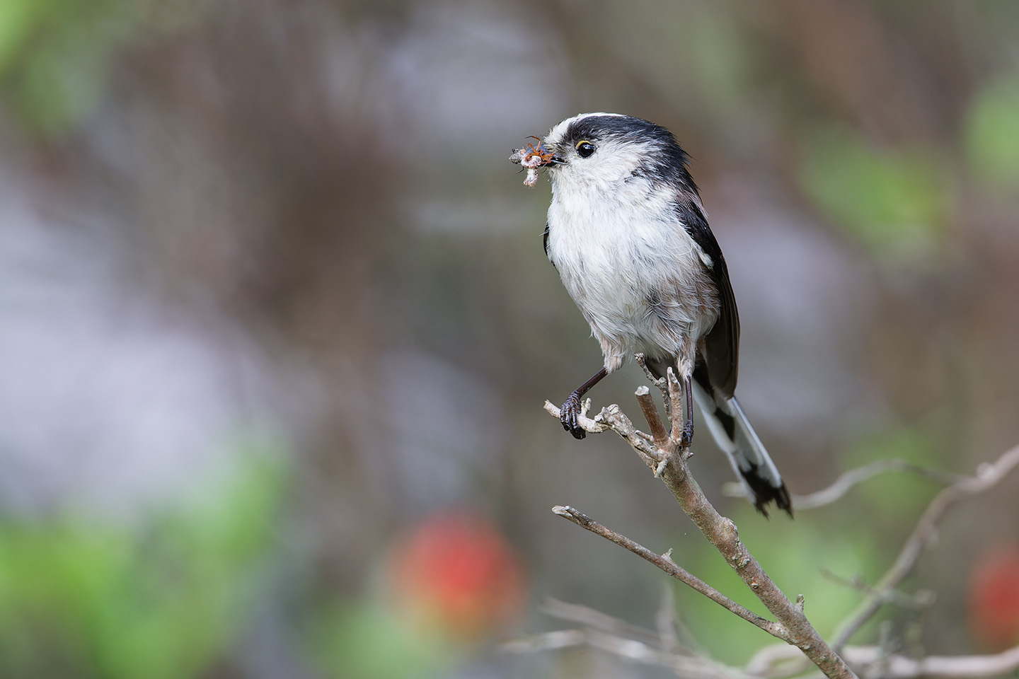 Canon EOS 6D + TAMRON SP 150-600mm F/5-6.3 Di VC USD (A011)