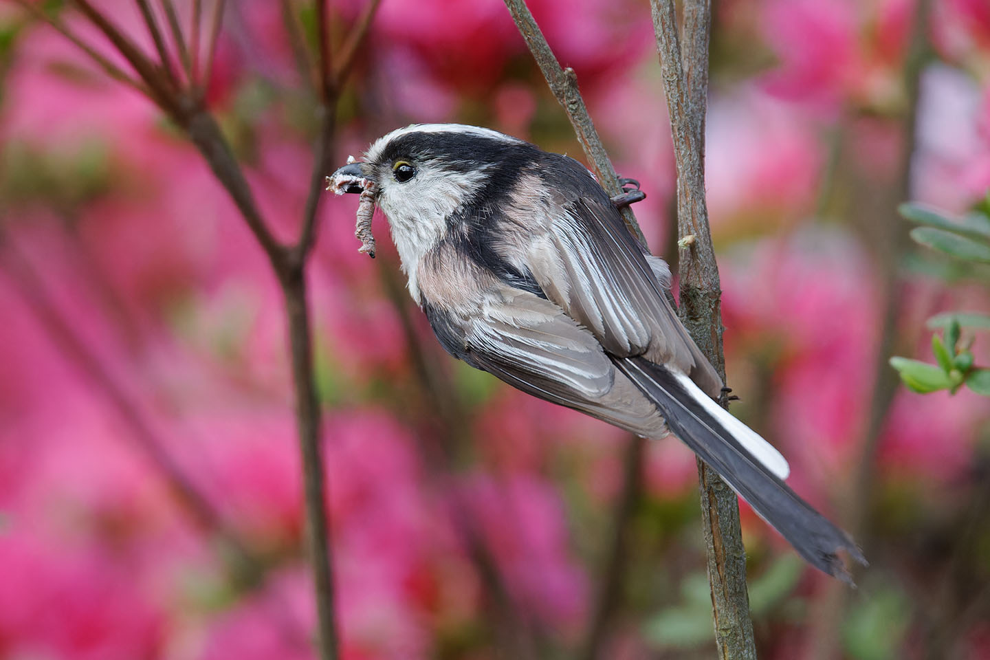 Canon EOS 60D + TAMRON SP 150-600mm F/5-6.3 Di VC USD (A011) and DxO PureRAW 3