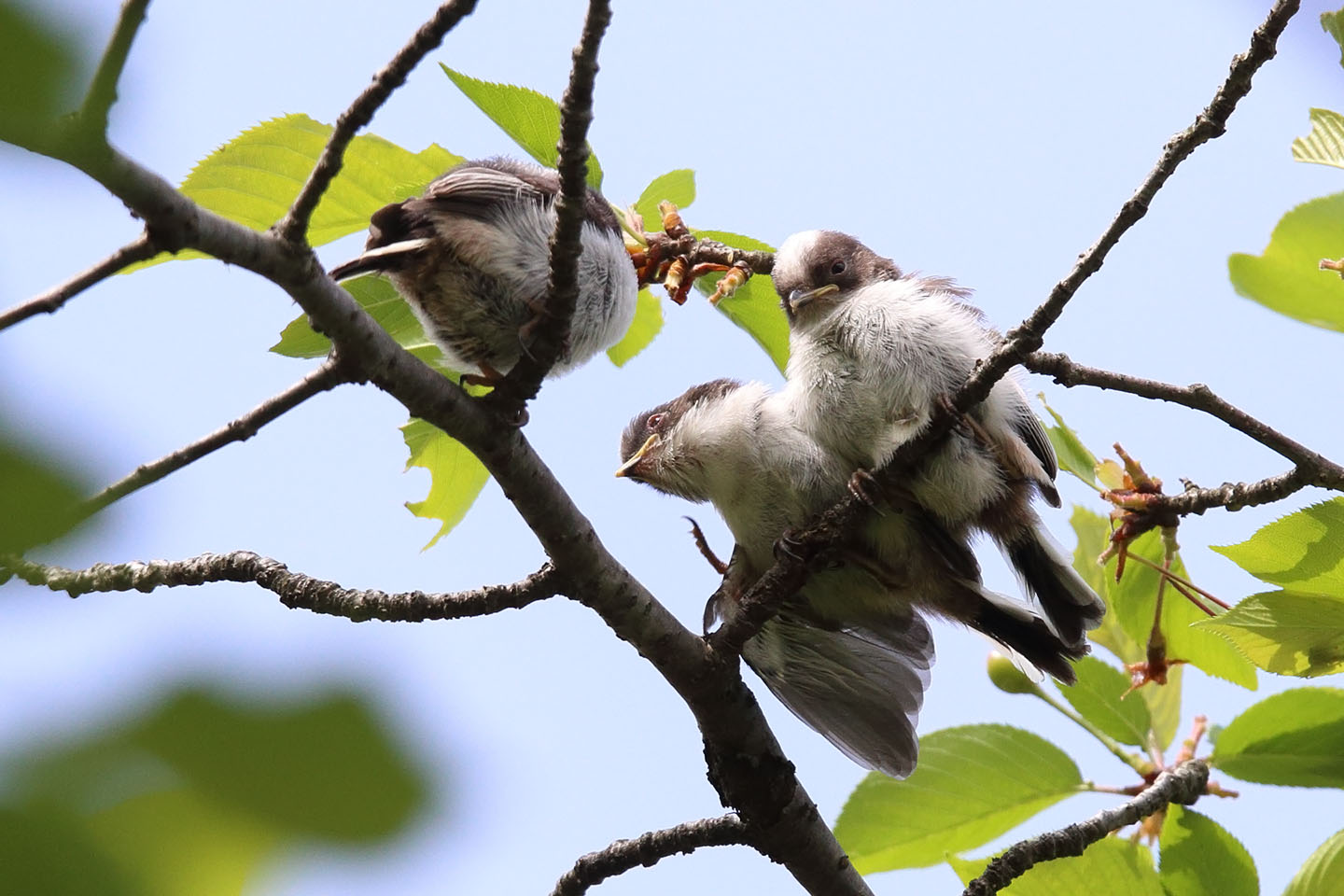 Canon EOS 6D + TAMRON SP 150-600mm F/5-6.3 Di VC USD (A011)