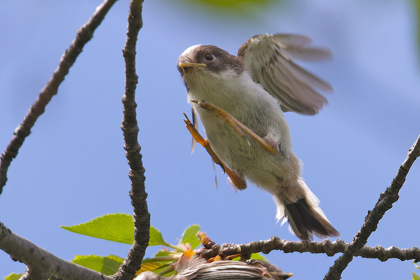 Canon EOS 60D + TAMRON SP 150-600mm F/5-6.3 Di VC USD (A011) and DxO PureRAW 3