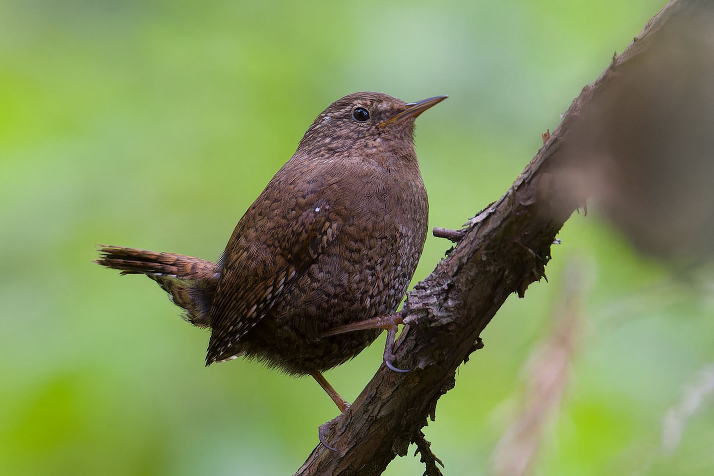 Canon EOS 60D + TAMRON SP 150-600mm F/5-6.3 Di VC USD (A011) and DxO PureRAW 3