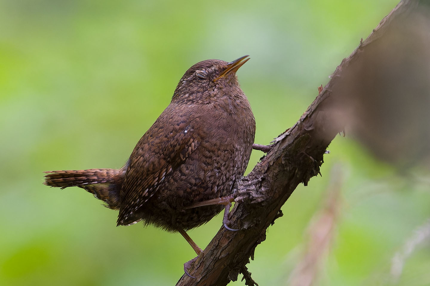 Canon EOS 60D + TAMRON SP 150-600mm F/5-6.3 Di VC USD (A011) and DxO PureRAW 3