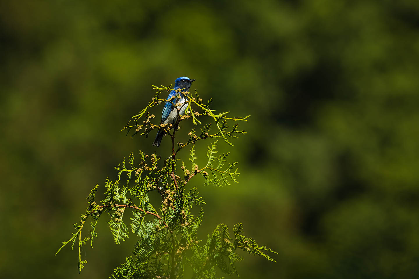 Canon EOS 60D + TAMRON SP 150-600mm F/5-6.3 Di VC USD (A011) and DxO PureRAW 3