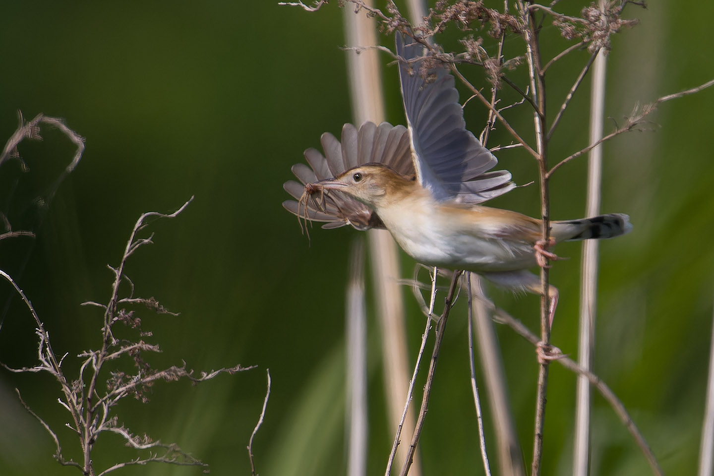 Canon EOS 60D + TAMRON SP 150-600mm F/5-6.3 Di VC USD (A011) and DxO PureRAW 3