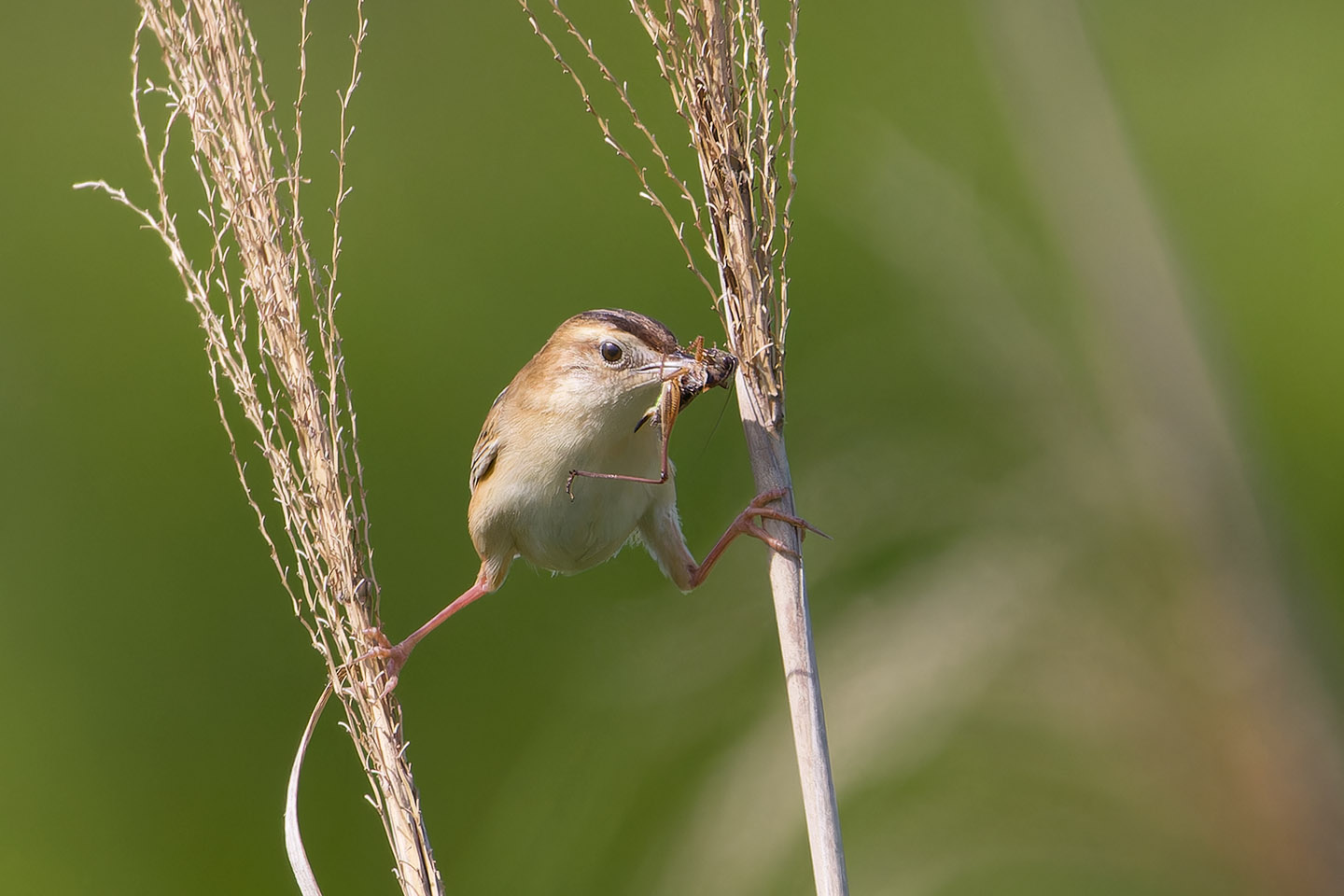 Canon EOS 60D + TAMRON SP 150-600mm F/5-6.3 Di VC USD (A011) and DxO PureRAW 3