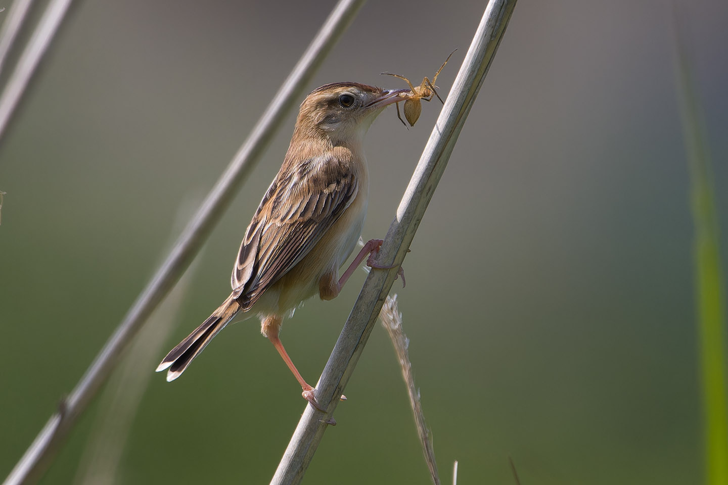 Canon EOS 60D + TAMRON SP 150-600mm F/5-6.3 Di VC USD (A011) and DxO PureRAW 3