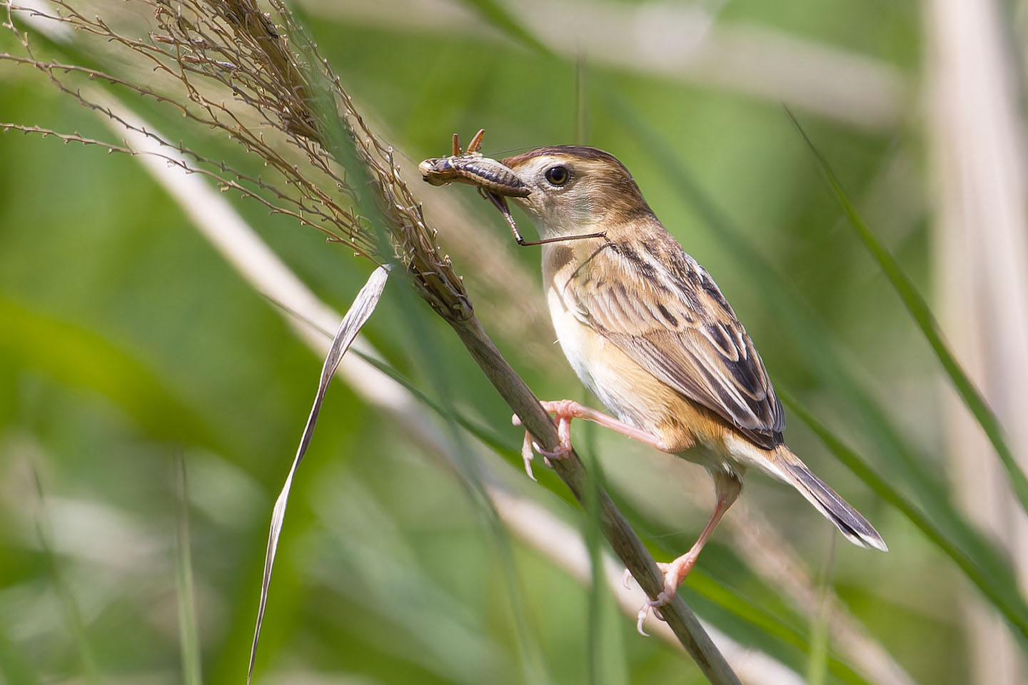 Canon EOS 60D + TAMRON SP 150-600mm F/5-6.3 Di VC USD (A011) and DxO PureRAW 3