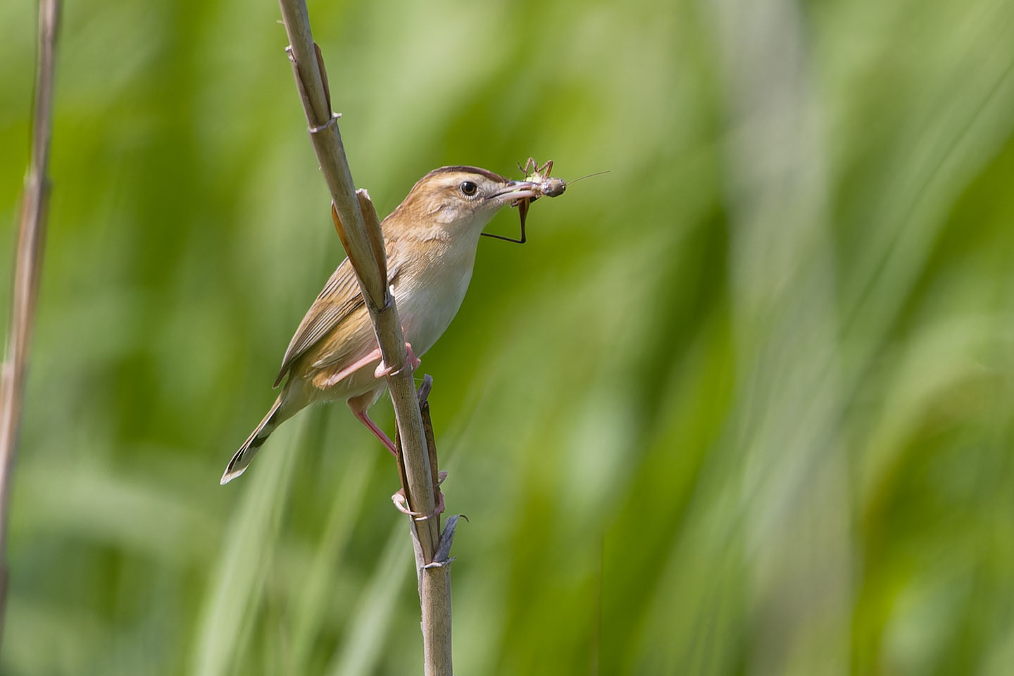 Canon EOS 60D + TAMRON SP 150-600mm F/5-6.3 Di VC USD (A011) and DxO PureRAW 3