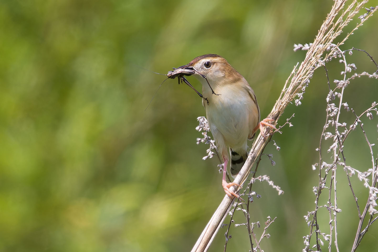 Canon EOS 60D + TAMRON SP 150-600mm F/5-6.3 Di VC USD (A011) and DxO PureRAW 3