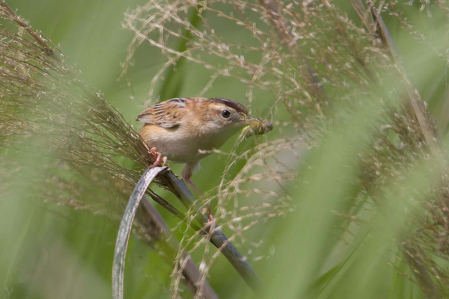 Canon EOS 60D + TAMRON SP 150-600mm F/5-6.3 Di VC USD (A011) and DxO PureRAW 3