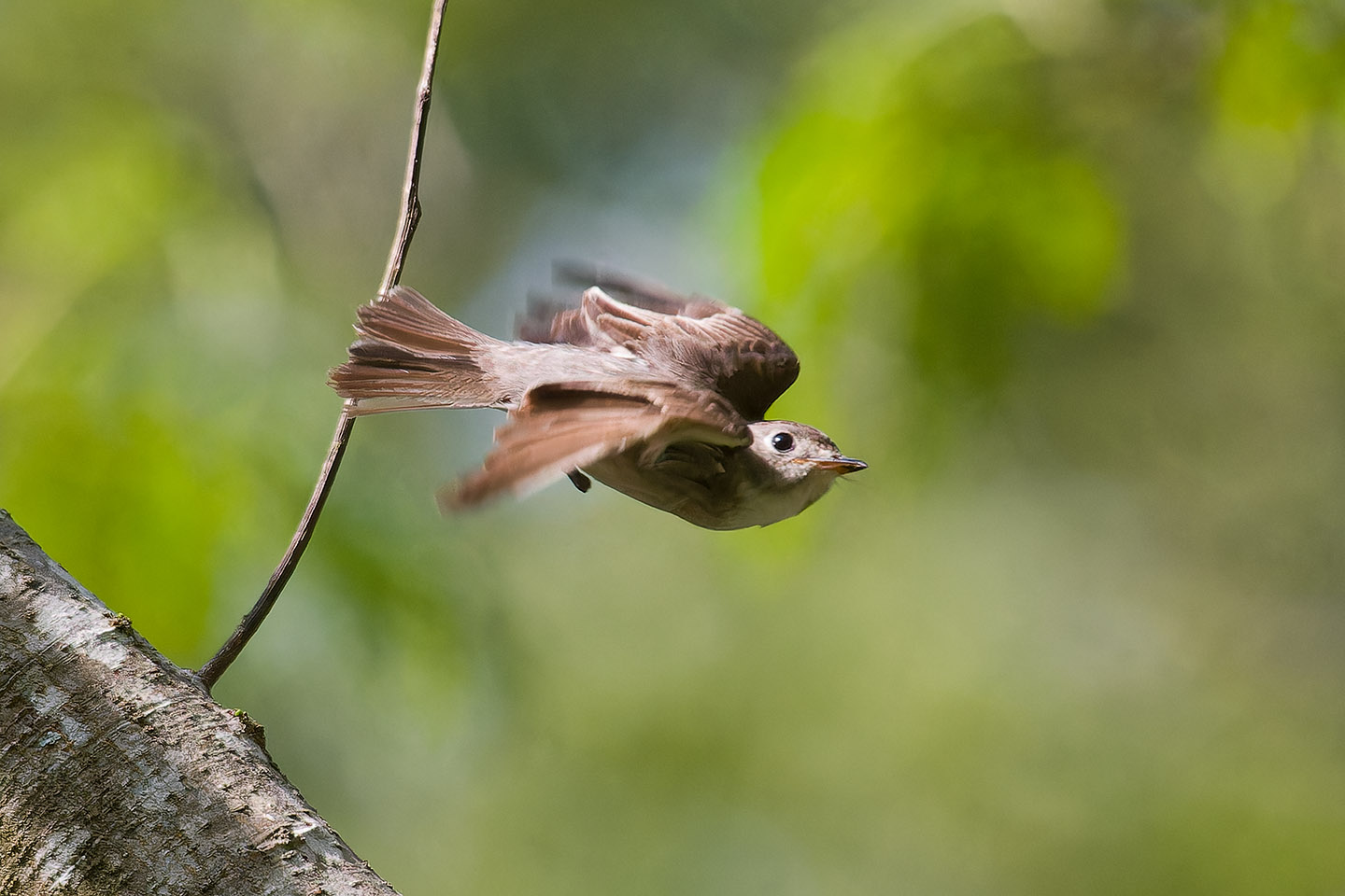 Canon EOS 60D + TAMRON SP 150-600mm F/5-6.3 Di VC USD (A011) and DxO PureRAW 3