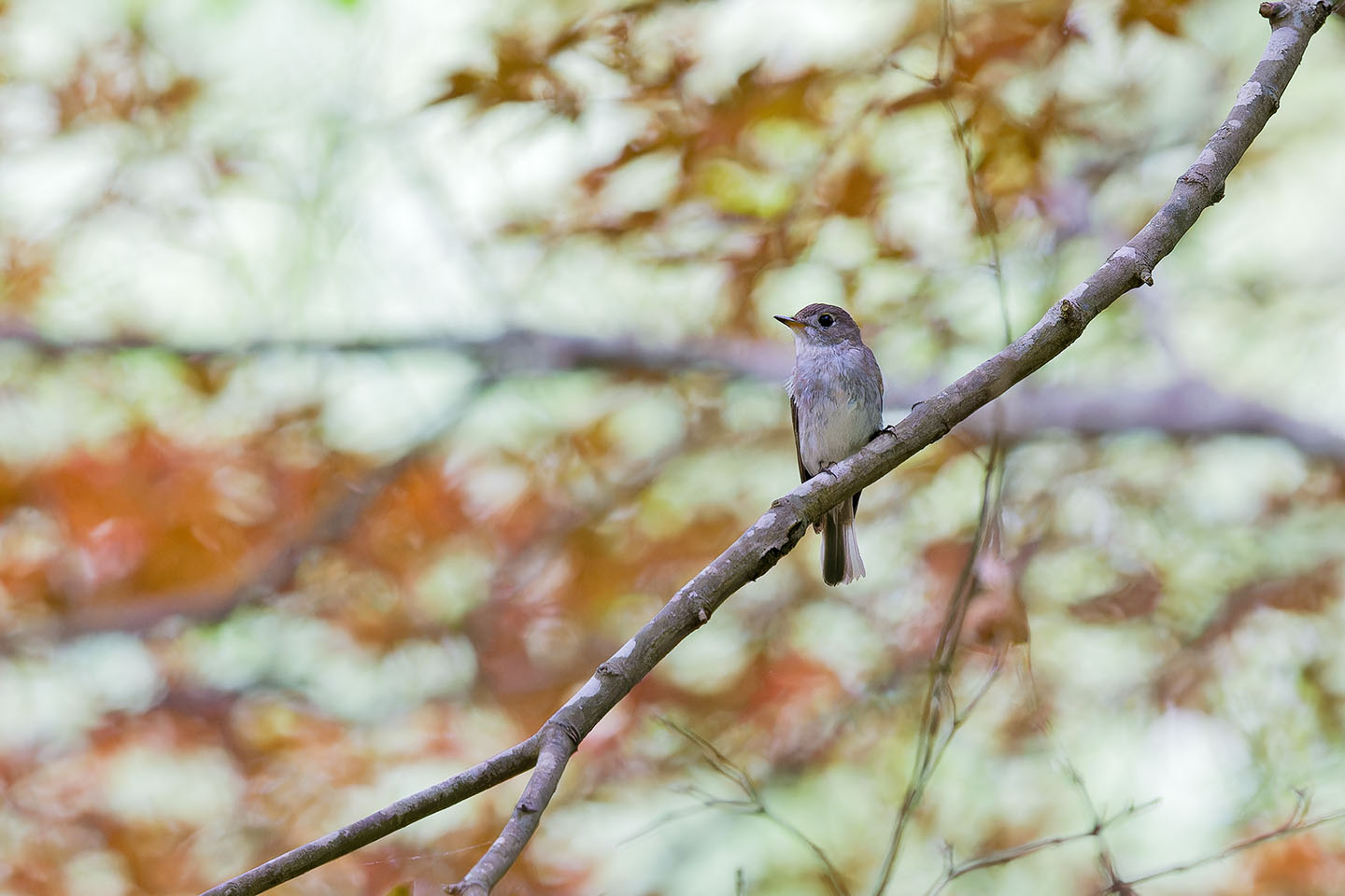 Canon EOS 60D + TAMRON SP 150-600mm F/5-6.3 Di VC USD (A011) and DxO PureRAW 3