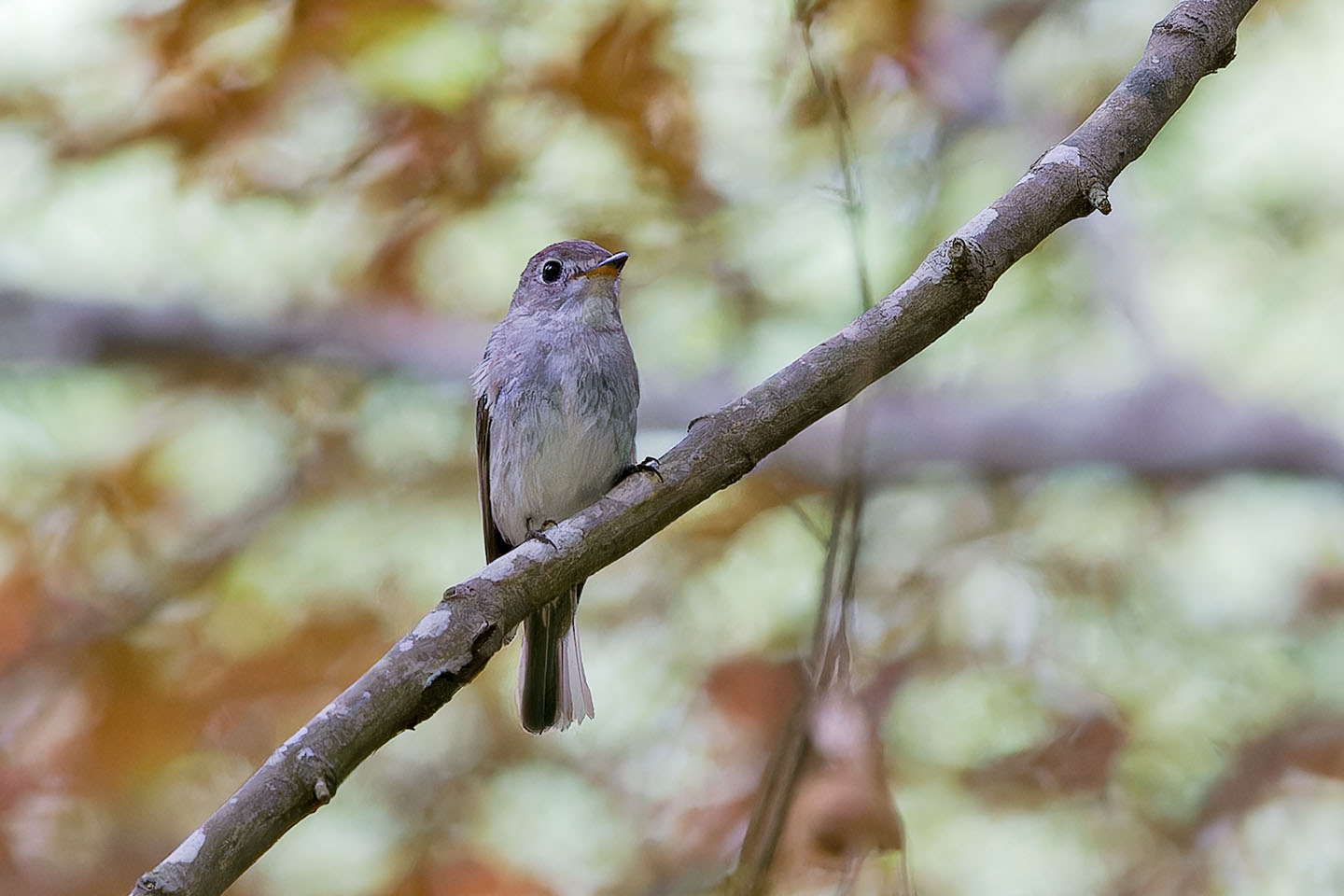 Canon EOS 60D + TAMRON SP 150-600mm F/5-6.3 Di VC USD (A011) and DxO PureRAW 3