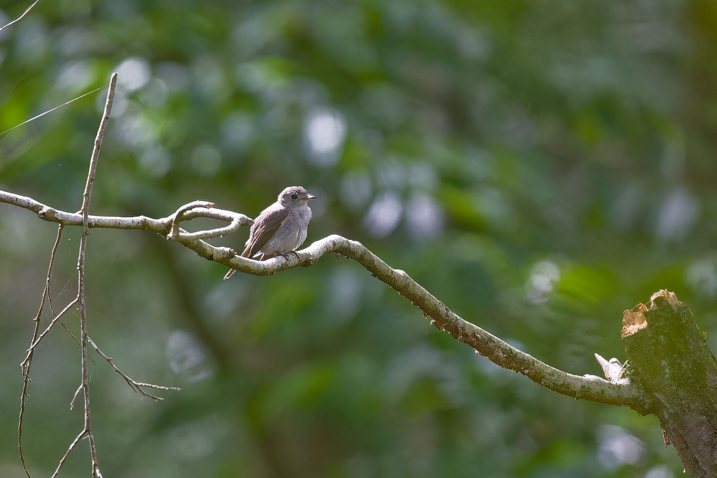 Canon EOS 60D + TAMRON SP 150-600mm F/5-6.3 Di VC USD (A011) and DxO PureRAW 3