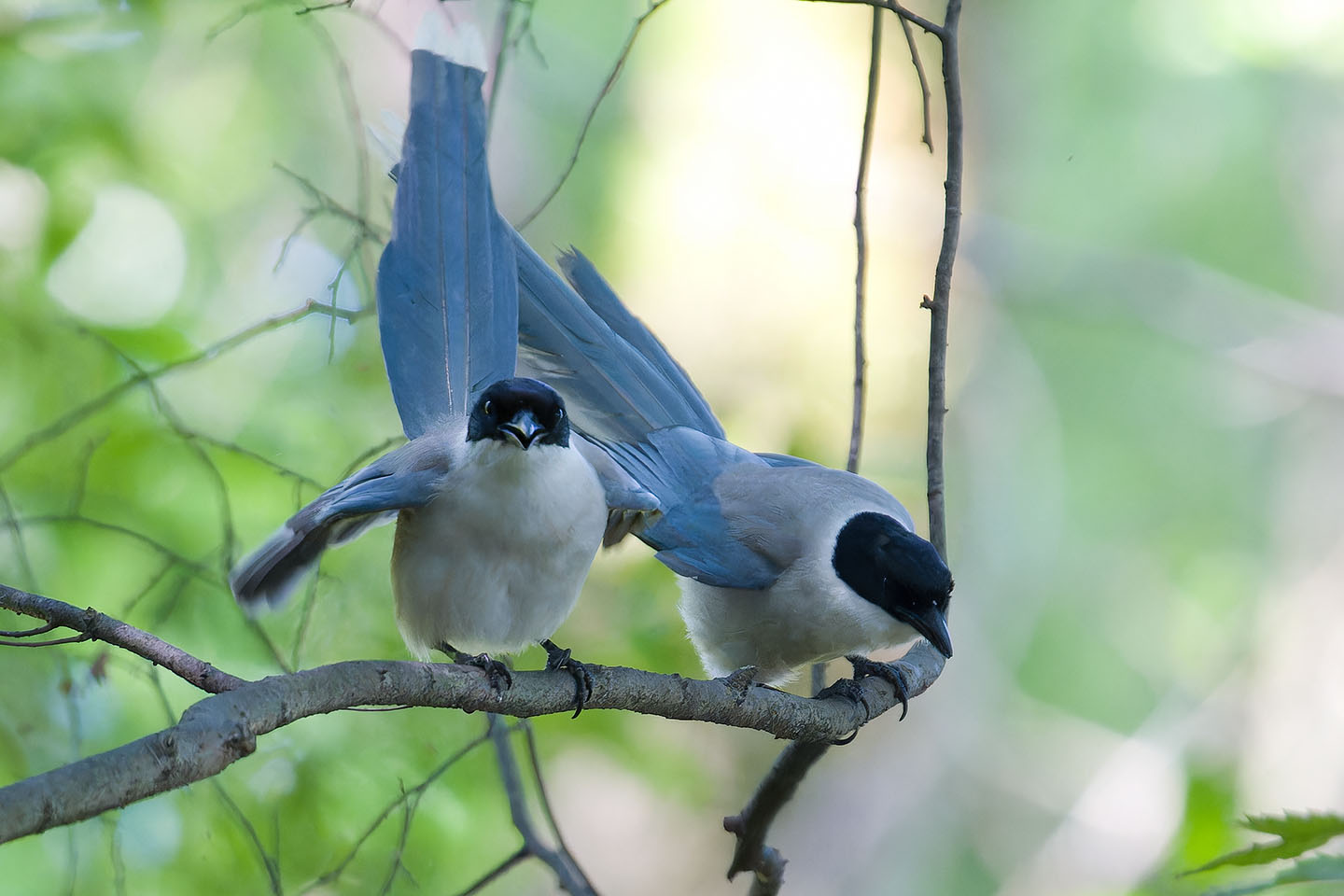 Canon EOS 60D + TAMRON SP 150-600mm F/5-6.3 Di VC USD (A011) and DxO PureRAW 3