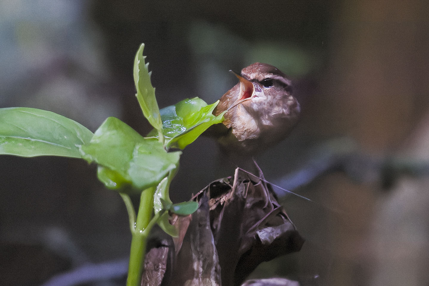 Canon EOS 60D + TAMRON SP 150-600mm F/5-6.3 Di VC USD (A011) and DxO PureRAW 3