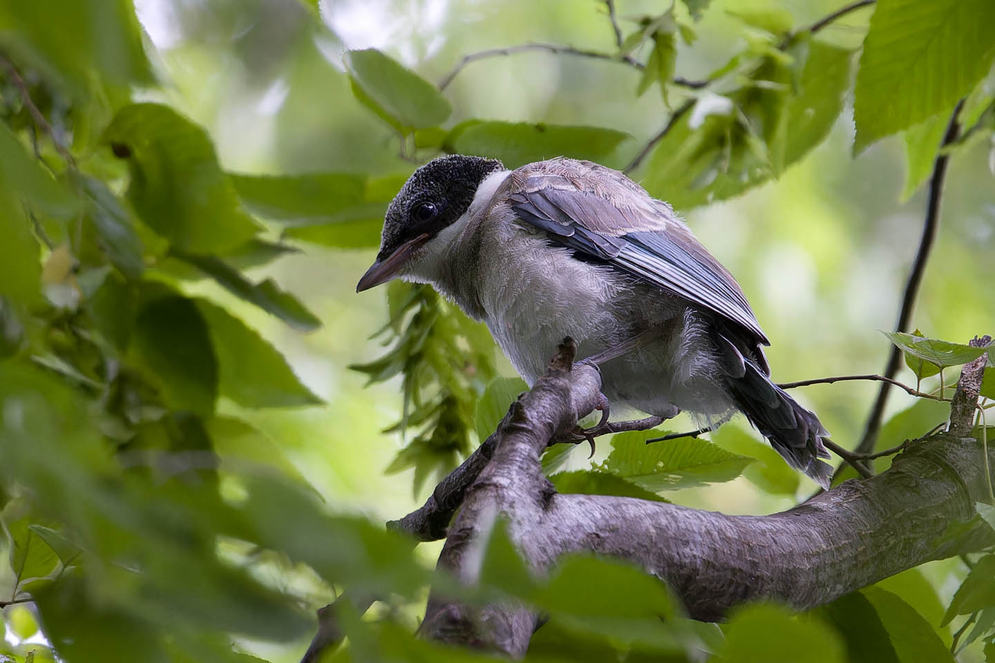 Canon EOS 60D + TAMRON SP 150-600mm F/5-6.3 Di VC USD (A011) and DxO PureRAW 3