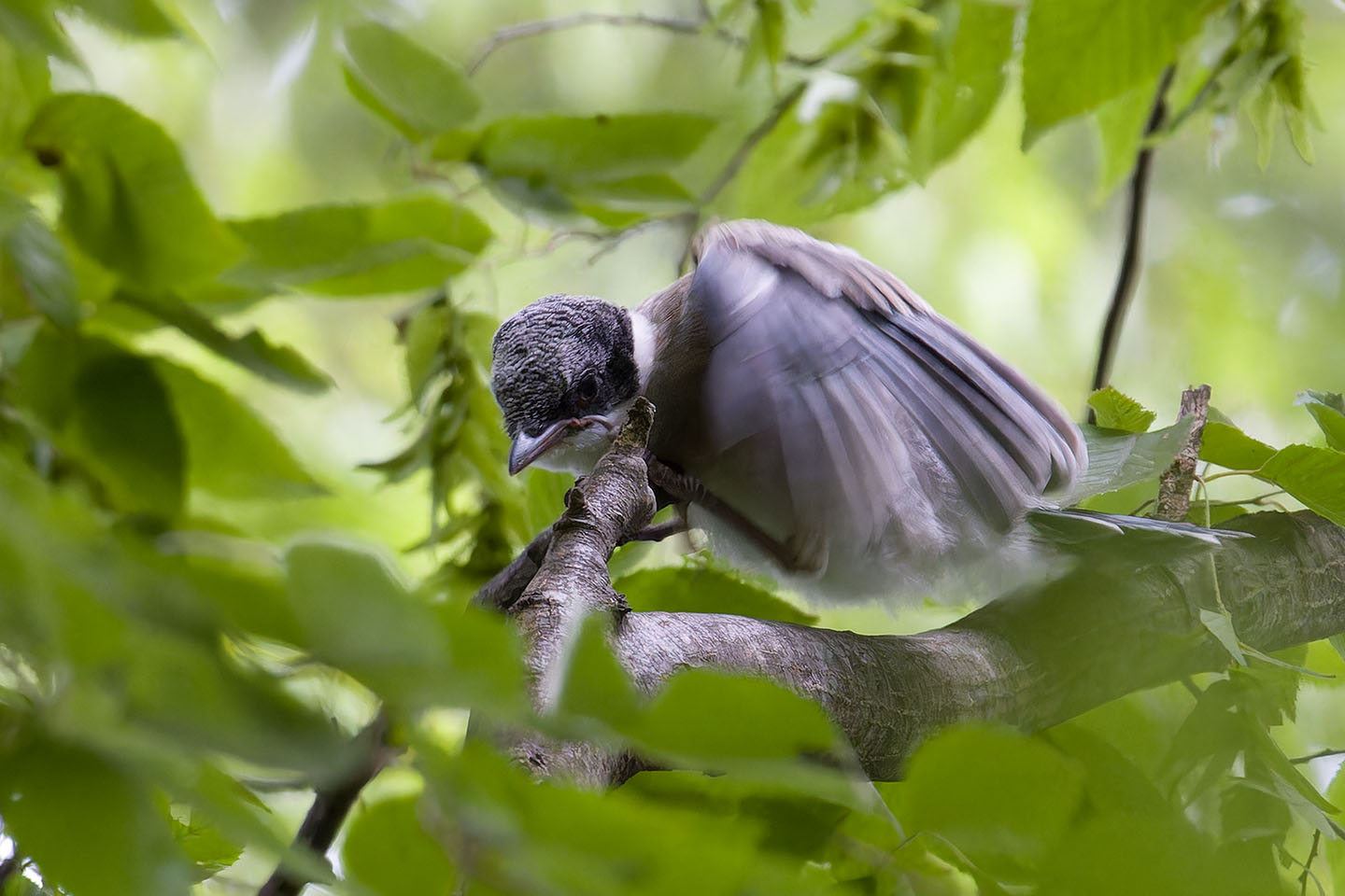 Canon EOS 60D + TAMRON SP 150-600mm F/5-6.3 Di VC USD (A011) and DxO PureRAW 3