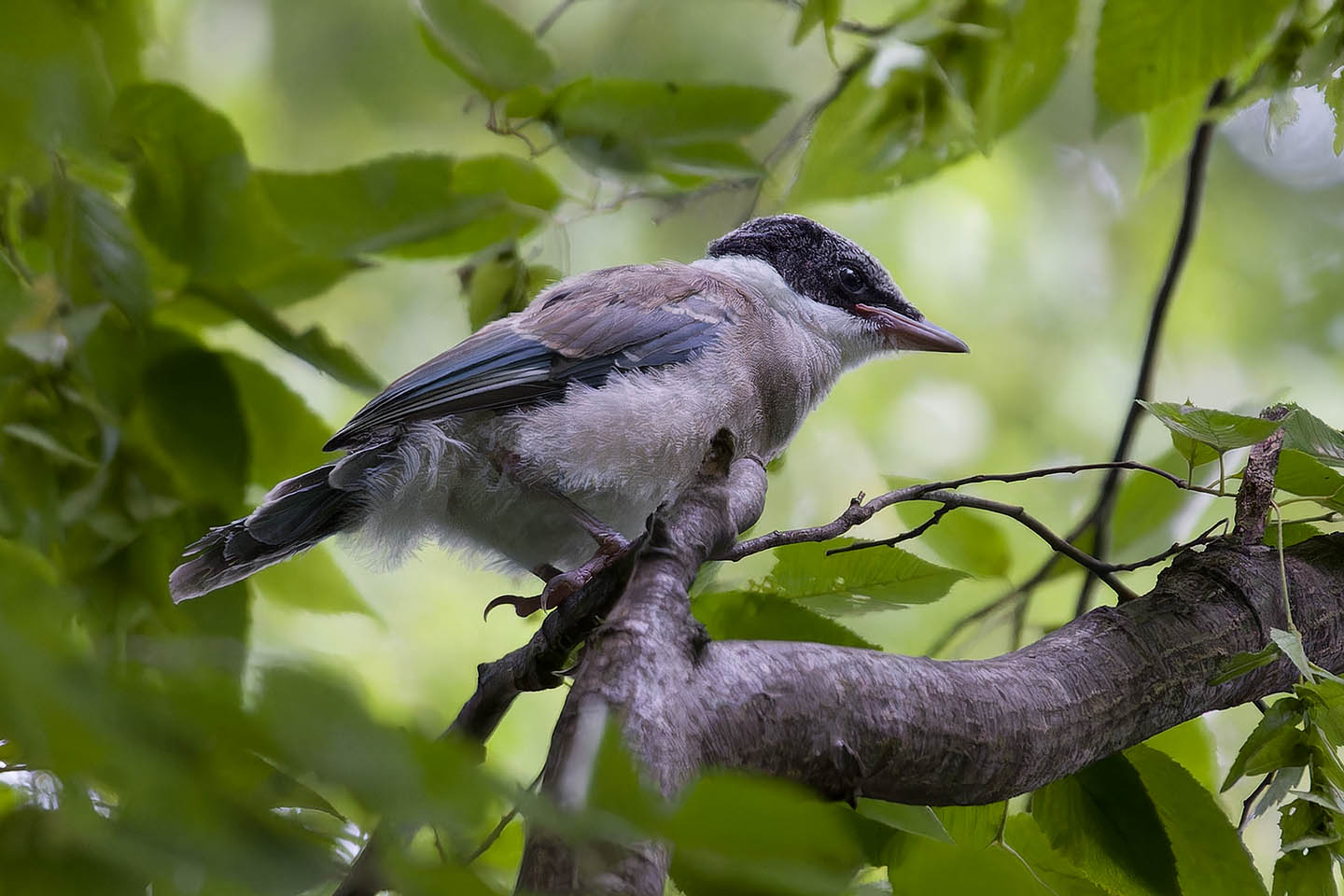 Canon EOS 60D + TAMRON SP 150-600mm F/5-6.3 Di VC USD (A011) and DxO PureRAW 3