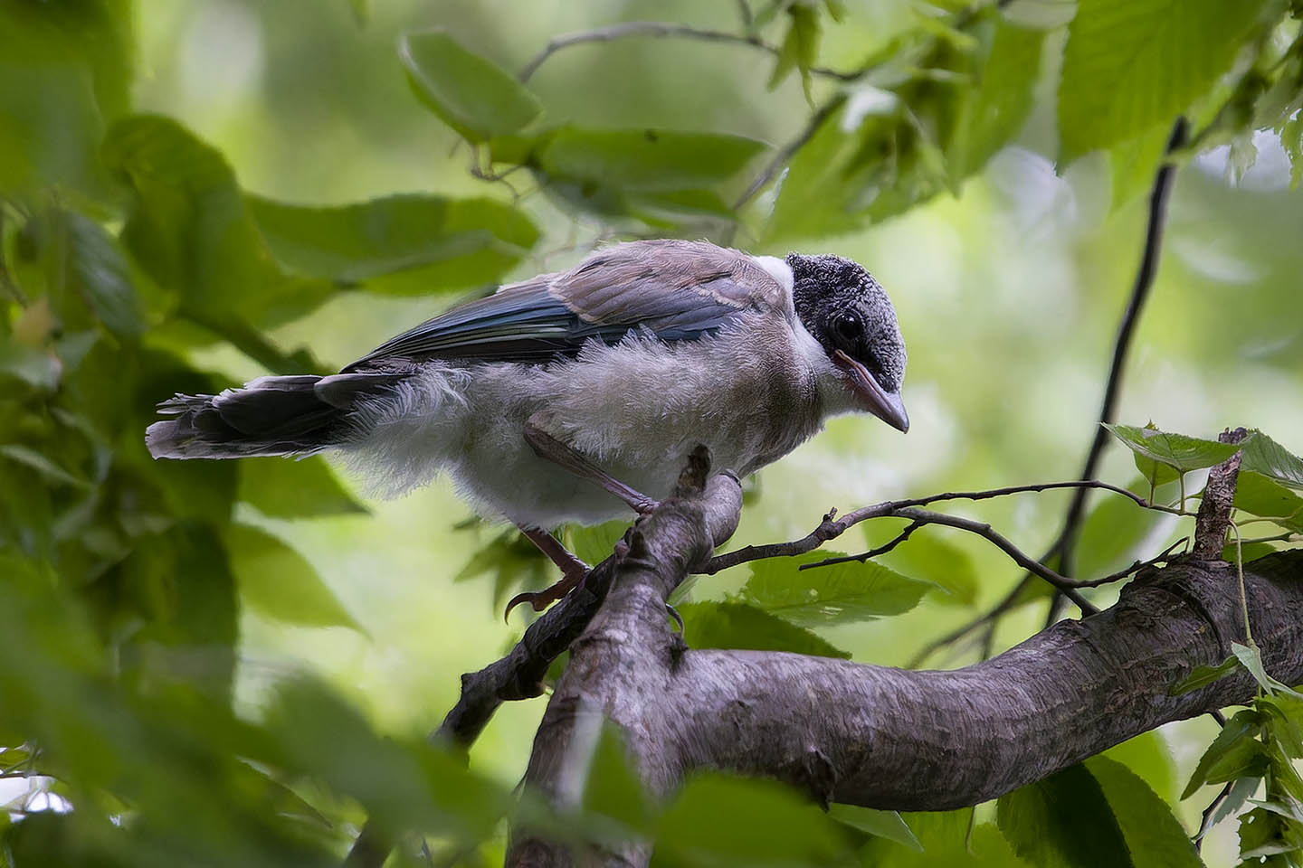 Canon EOS 60D + TAMRON SP 150-600mm F/5-6.3 Di VC USD (A011) and DxO PureRAW 3