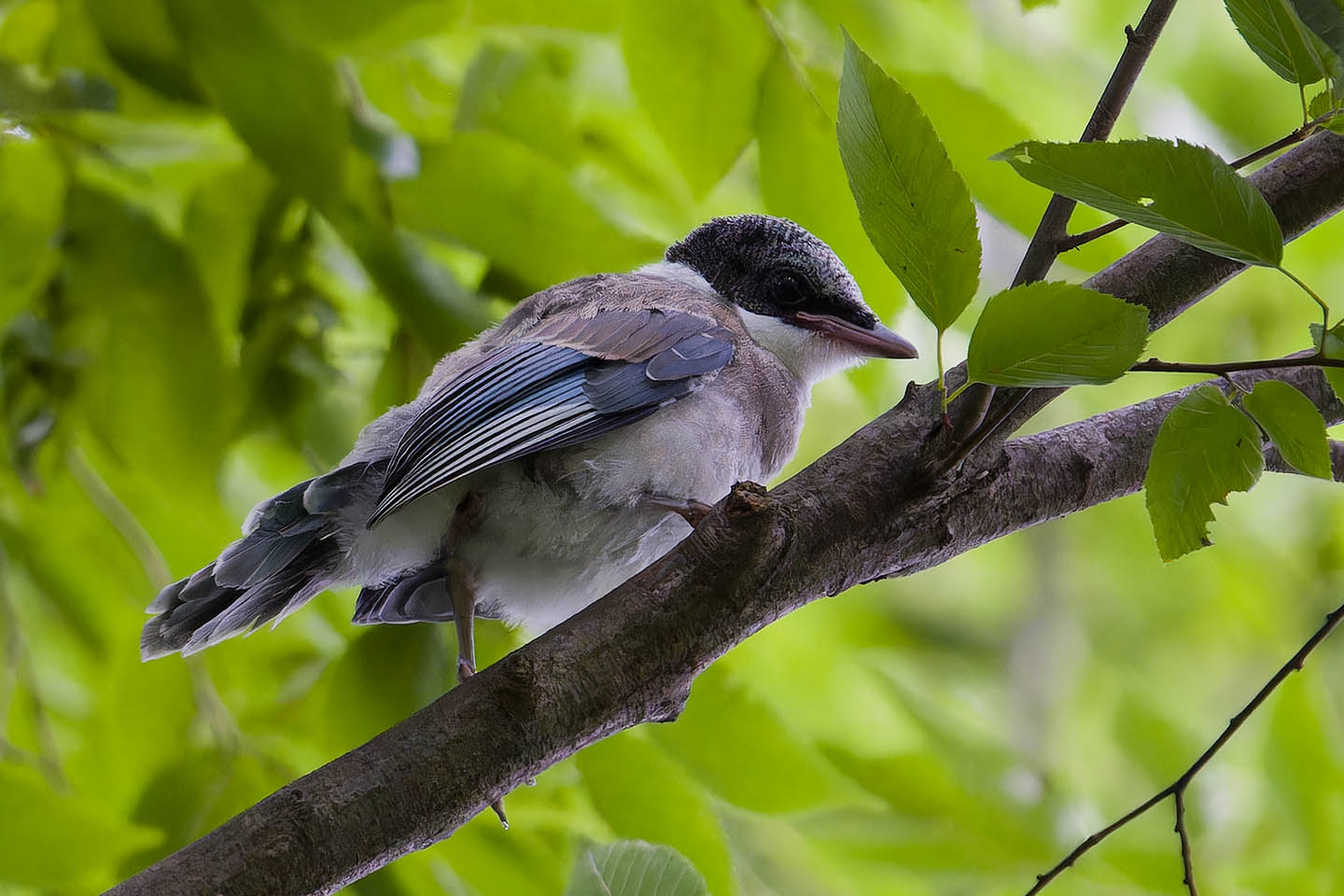 Canon EOS 60D + TAMRON SP 150-600mm F/5-6.3 Di VC USD (A011) and DxO PureRAW 3