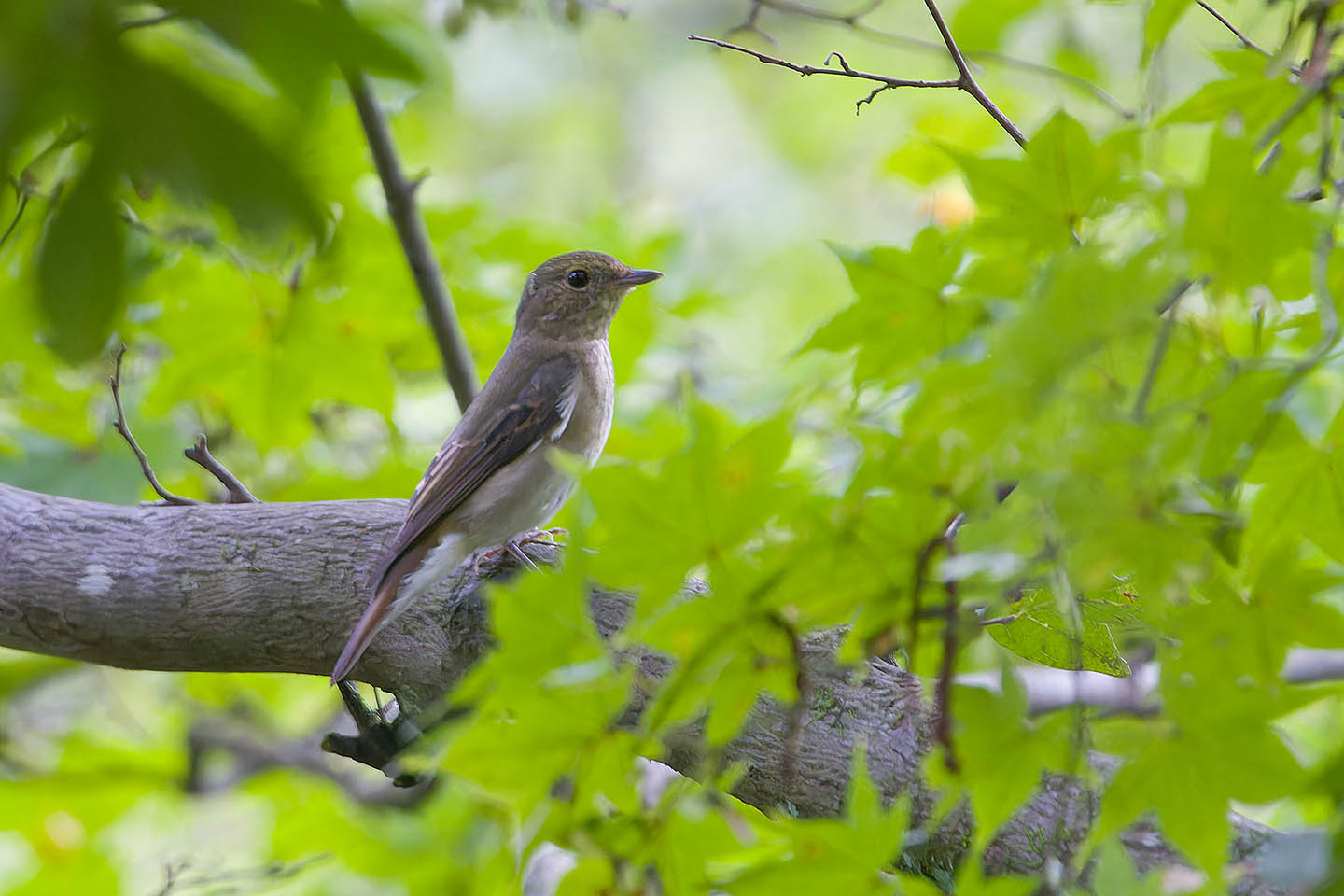 Canon EOS 60D + TAMRON SP 150-600mm F/5-6.3 Di VC USD (A011) and DxO PureRAW 3