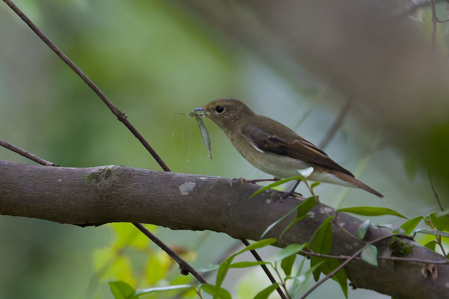 Canon EOS 60D + TAMRON SP 150-600mm F/5-6.3 Di VC USD (A011) and DxO PureRAW 3