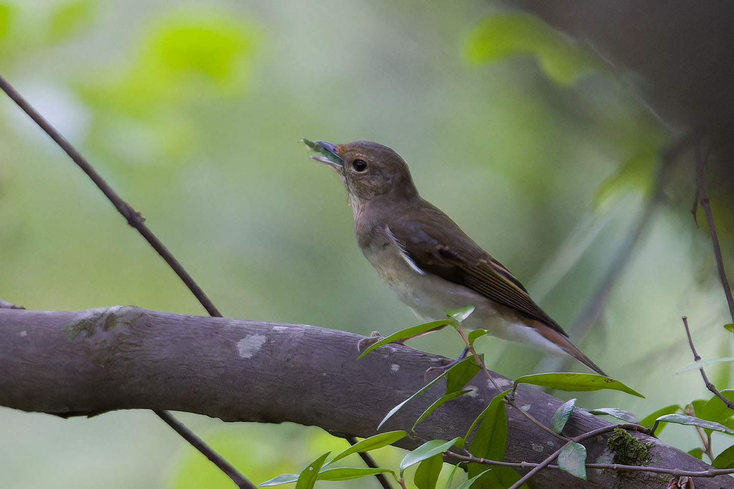 Canon EOS 60D + TAMRON SP 150-600mm F/5-6.3 Di VC USD (A011) and DxO PureRAW 3