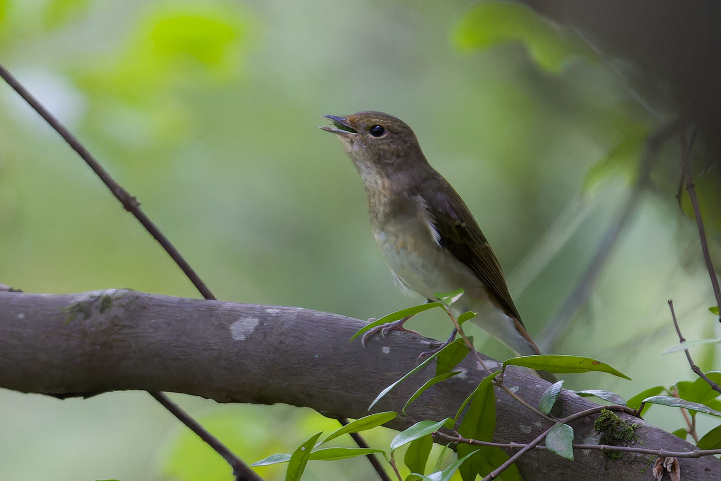 Canon EOS 60D + TAMRON SP 150-600mm F/5-6.3 Di VC USD (A011) and DxO PureRAW 3