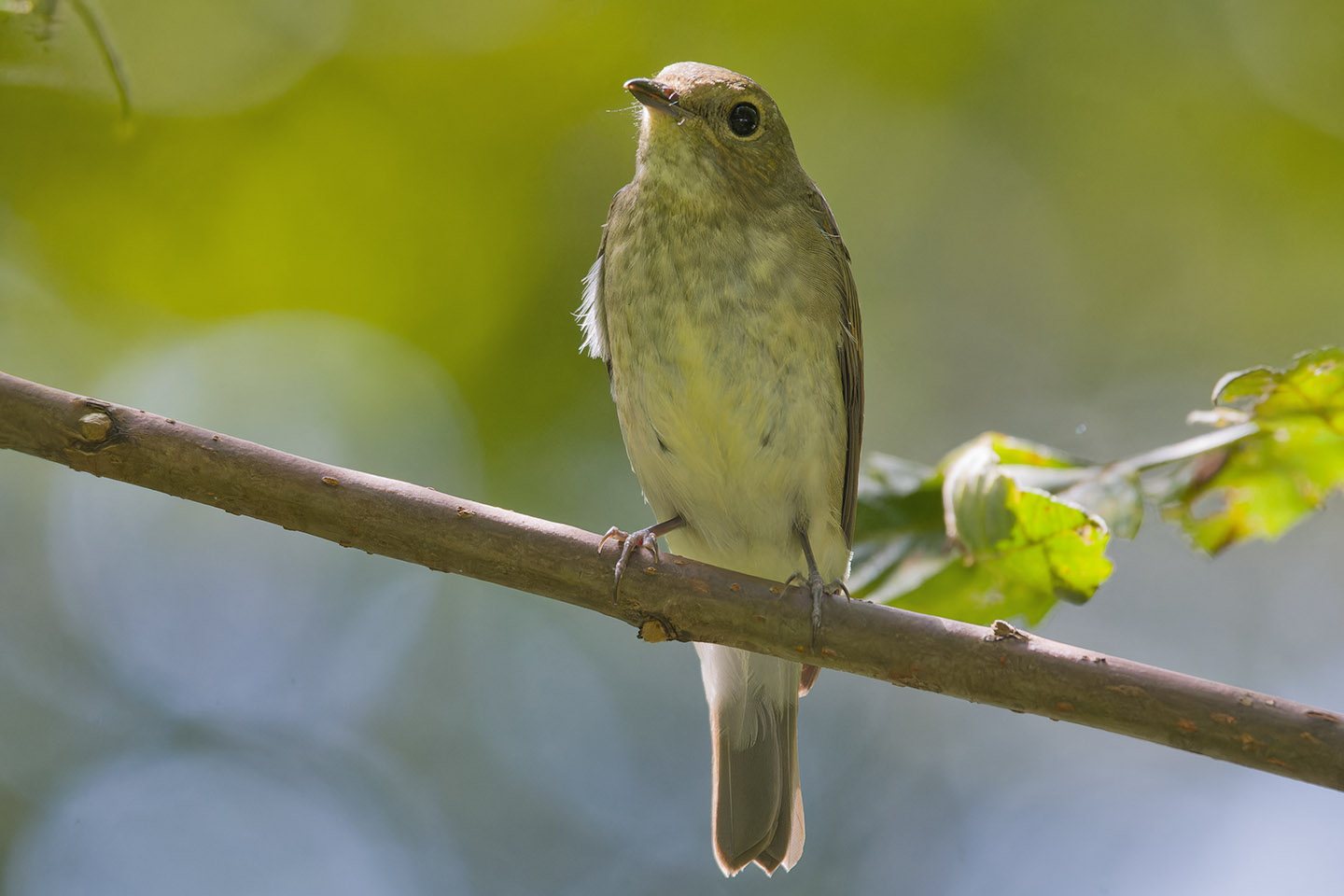 Canon EOS 60D + TAMRON SP 150-600mm F/5-6.3 Di VC USD (A011) and DxO PureRAW 3