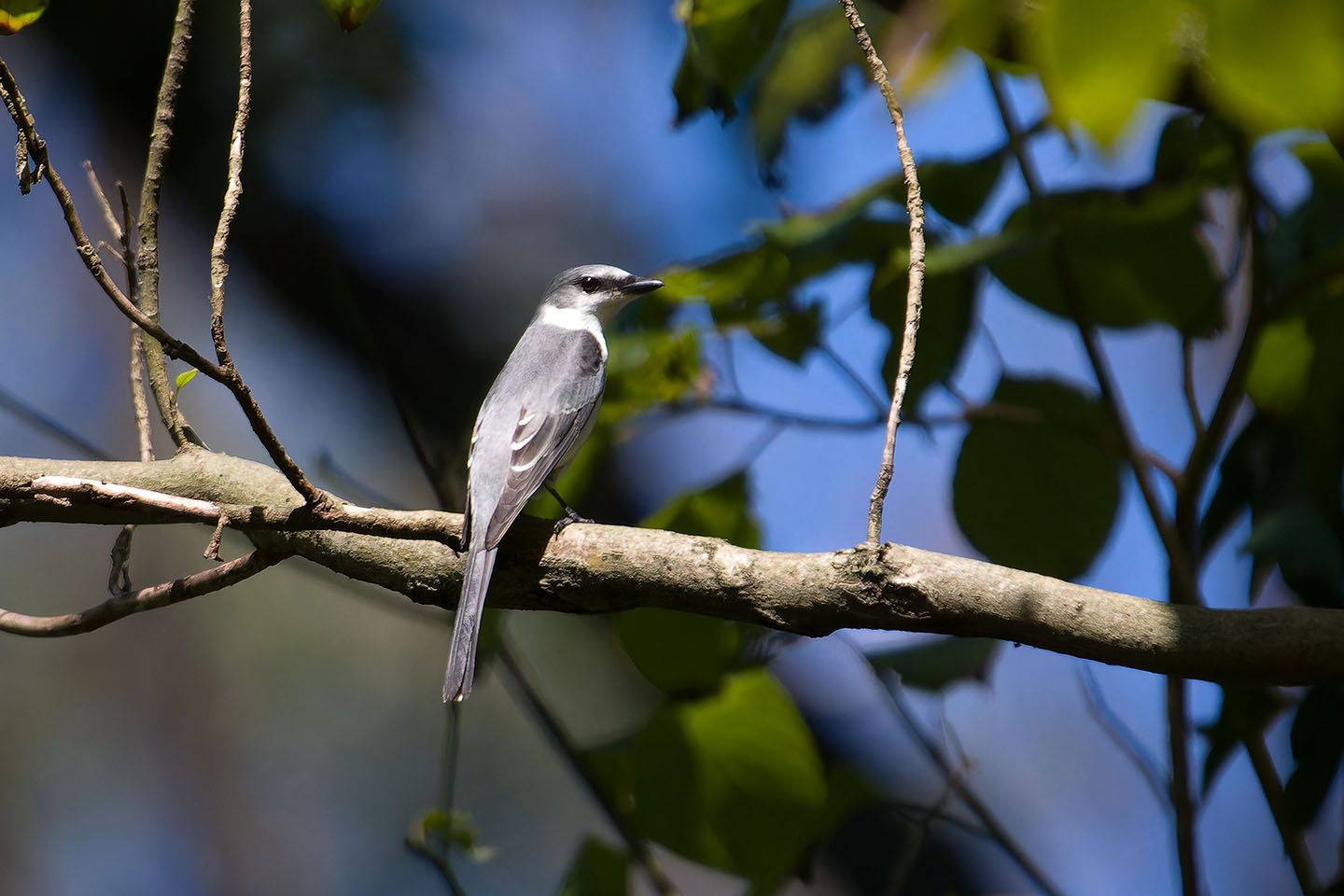 Canon EOS 60D + TAMRON SP 150-600mm F/5-6.3 Di VC USD (A011) and DxO PureRAW 3