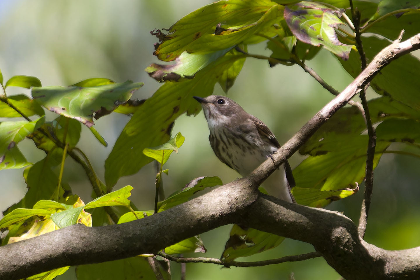 Canon EOS 60D + TAMRON SP 150-600mm F/5-6.3 Di VC USD (A011) and DxO PureRAW 3