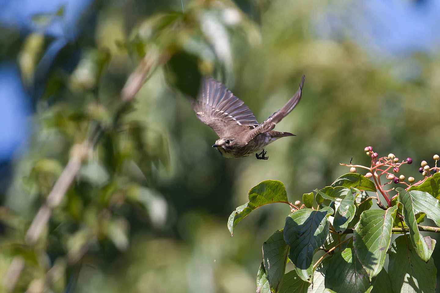 Canon EOS 60D + TAMRON SP 150-600mm F/5-6.3 Di VC USD (A011) and DxO PureRAW 3