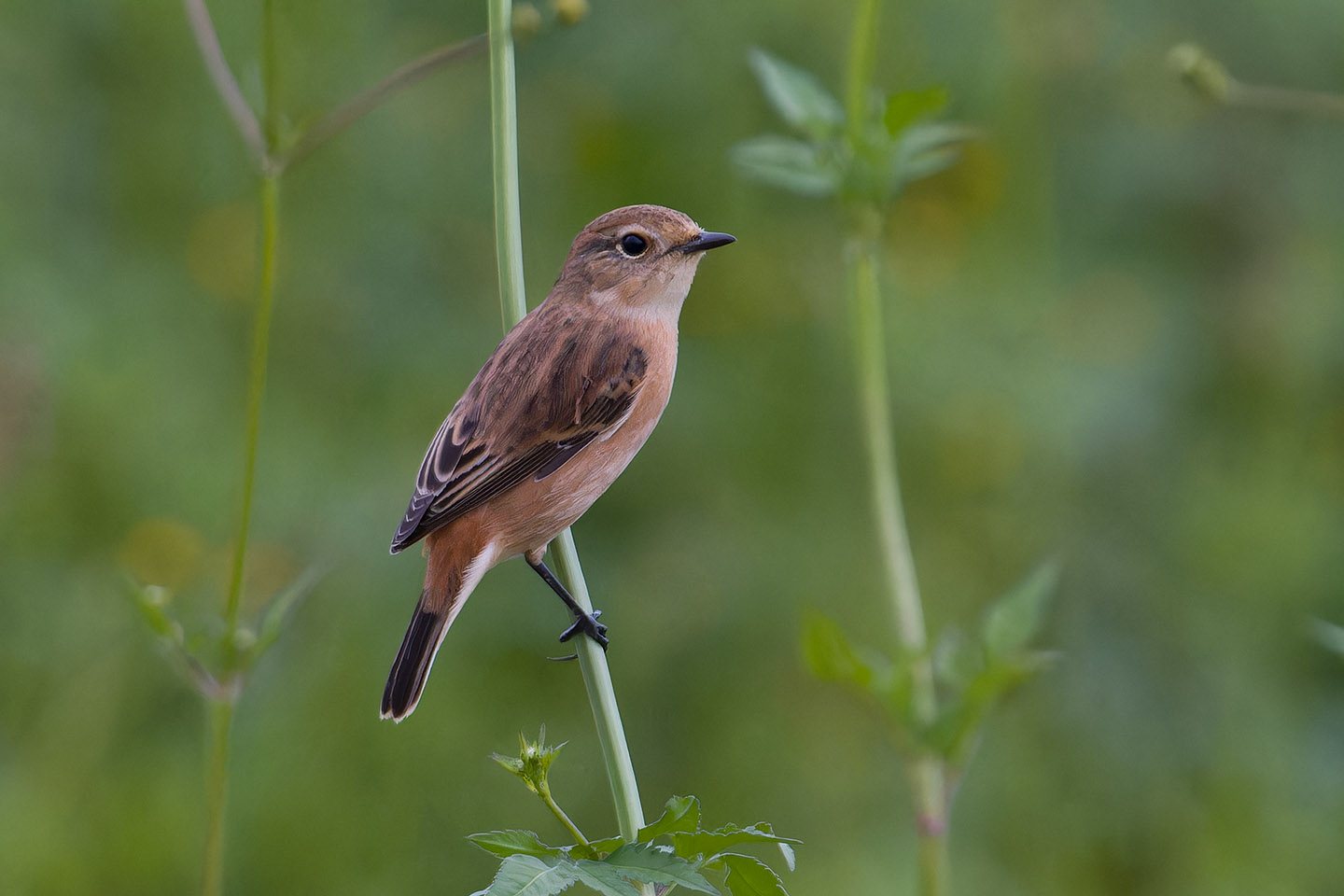 Canon EOS 60D + TAMRON SP 150-600mm F/5-6.3 Di VC USD (A011) and DxO PureRAW 3