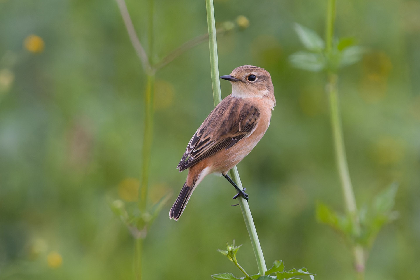 Canon EOS 60D + TAMRON SP 150-600mm F/5-6.3 Di VC USD (A011) and DxO PureRAW 3