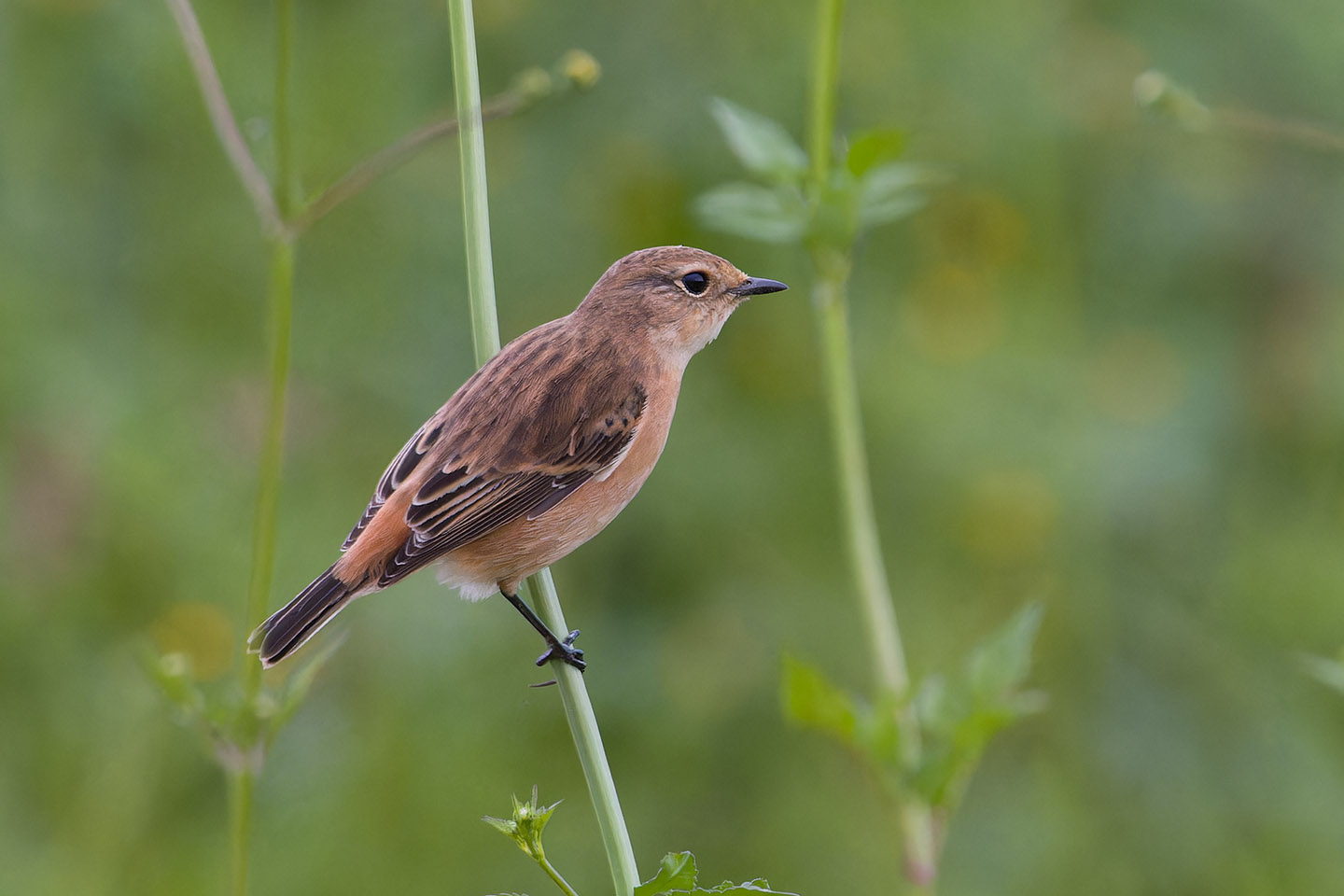 Canon EOS 60D + TAMRON SP 150-600mm F/5-6.3 Di VC USD (A011) and DxO PureRAW 3