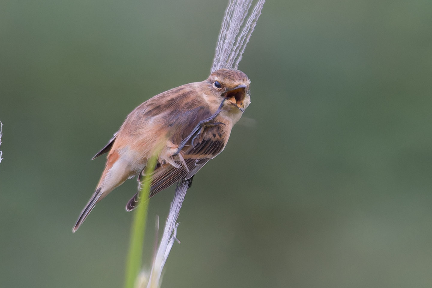 Canon EOS 60D + TAMRON SP 150-600mm F/5-6.3 Di VC USD (A011) and DxO PureRAW 3