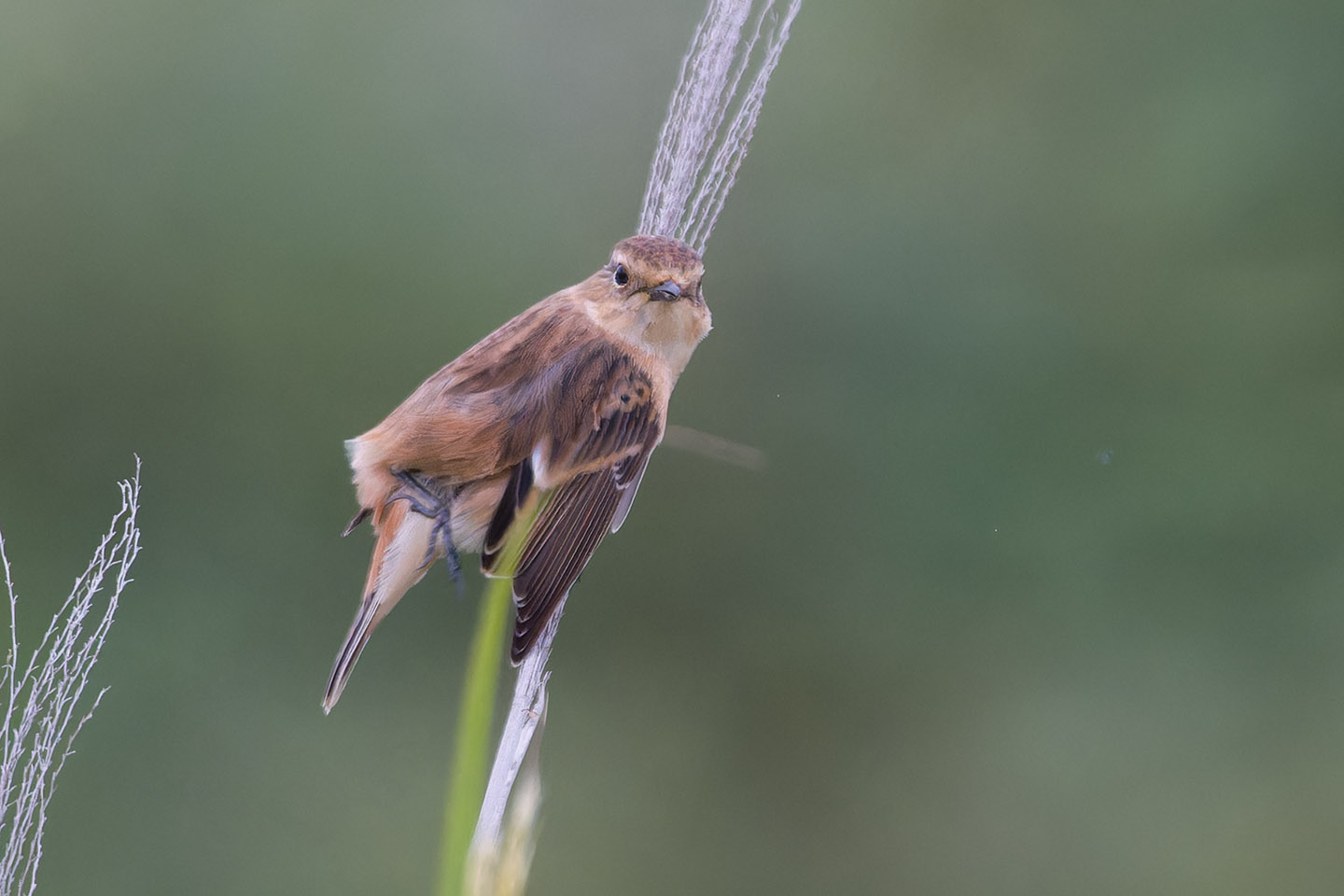 Canon EOS 60D + TAMRON SP 150-600mm F/5-6.3 Di VC USD (A011) and DxO PureRAW 3