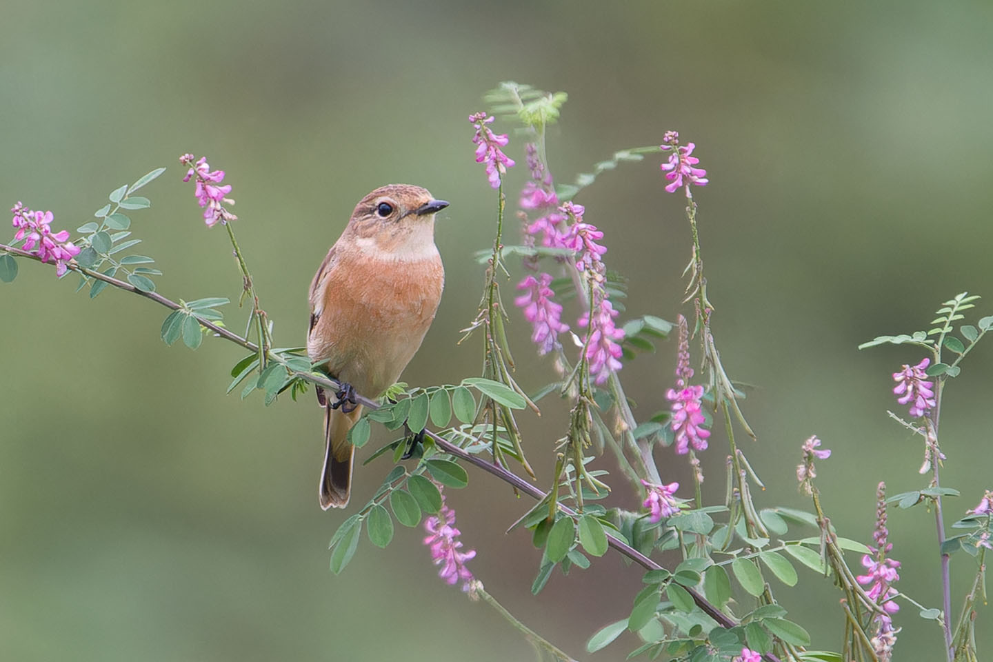 Canon EOS 60D + TAMRON SP 150-600mm F/5-6.3 Di VC USD (A011) and DxO PureRAW 3