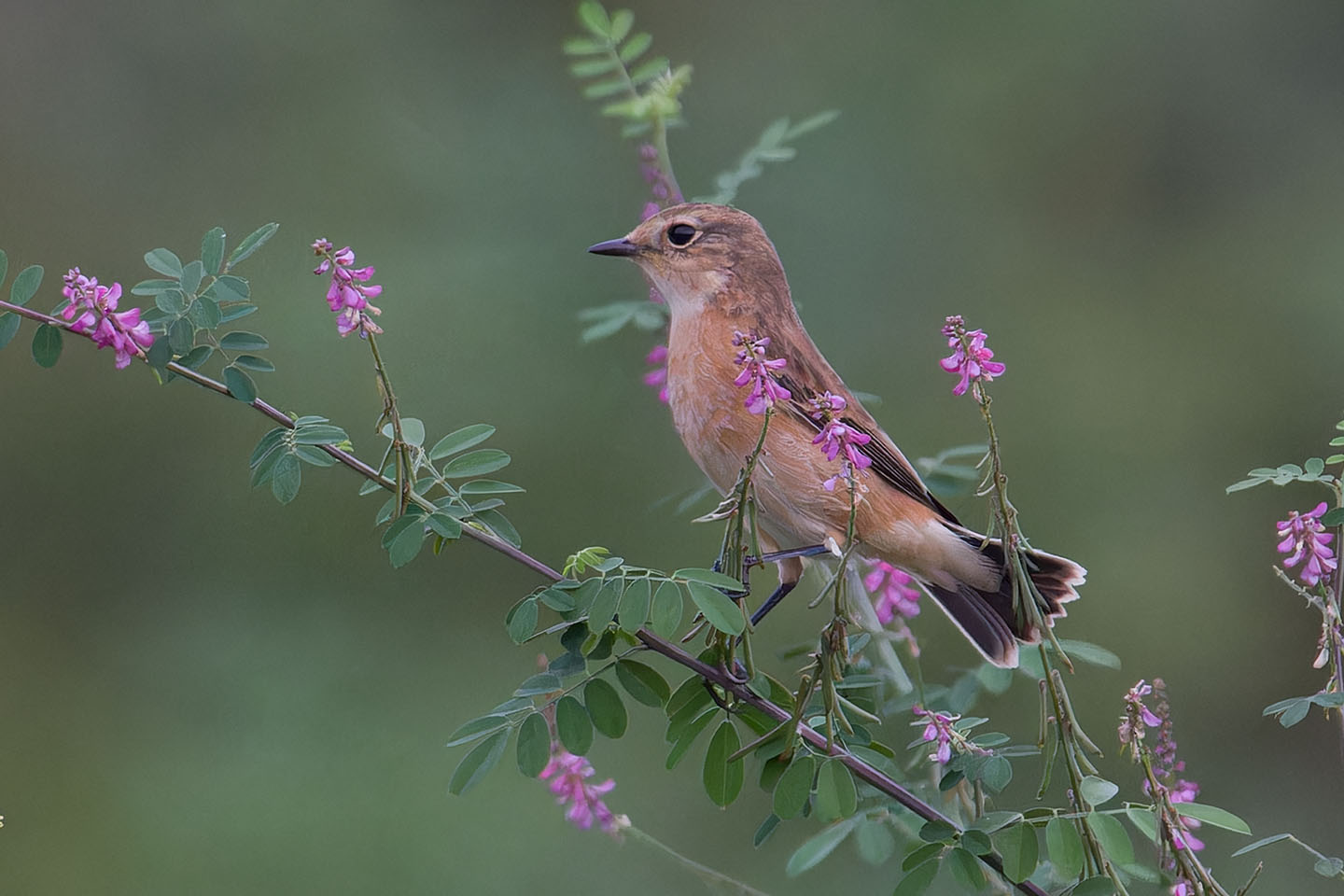 Canon EOS 60D + TAMRON SP 150-600mm F/5-6.3 Di VC USD (A011) and DxO PureRAW 3