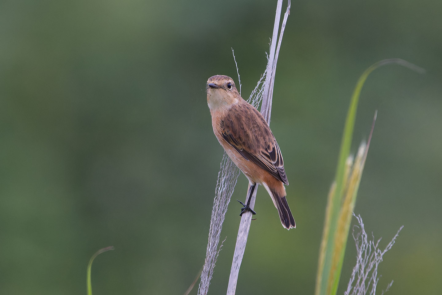 Canon EOS 60D + TAMRON SP 150-600mm F/5-6.3 Di VC USD (A011) and DxO PureRAW 3