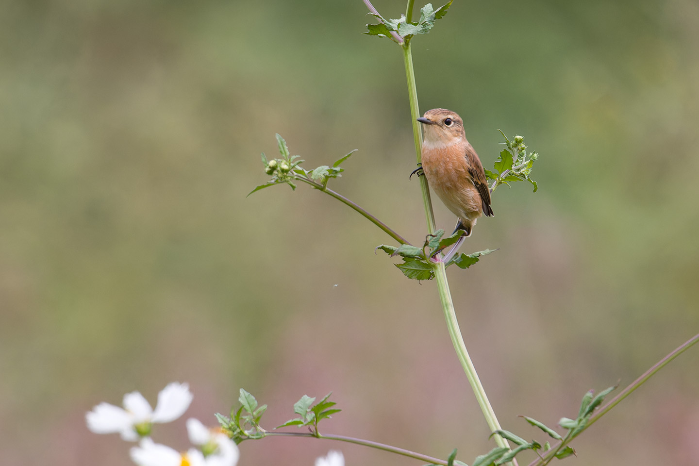 Canon EOS 60D + TAMRON SP 150-600mm F/5-6.3 Di VC USD (A011) and DxO PureRAW 3