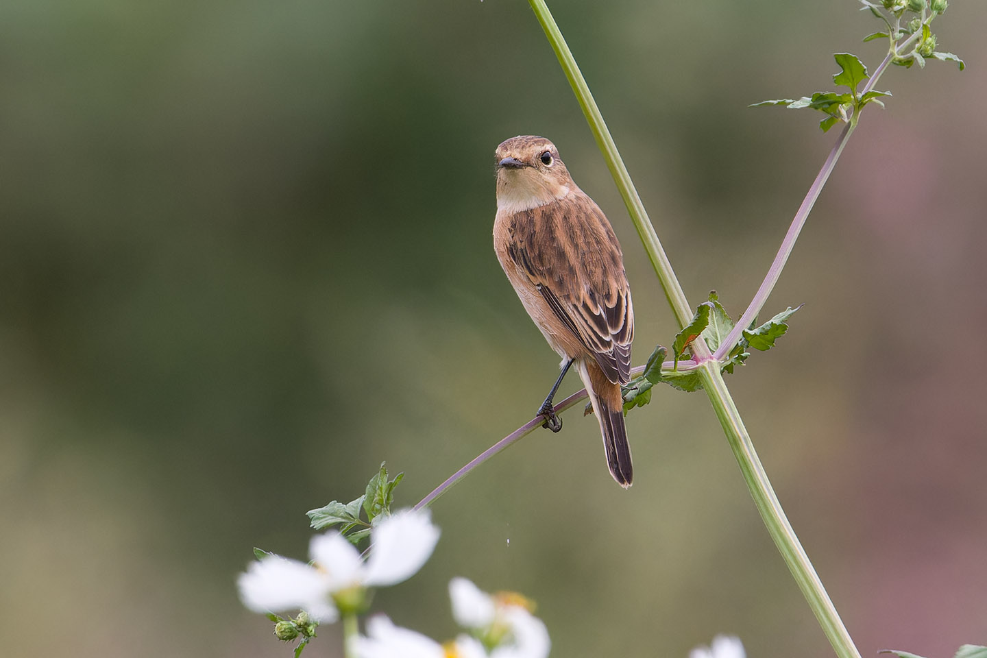 Canon EOS 60D + TAMRON SP 150-600mm F/5-6.3 Di VC USD (A011) and DxO PureRAW 3