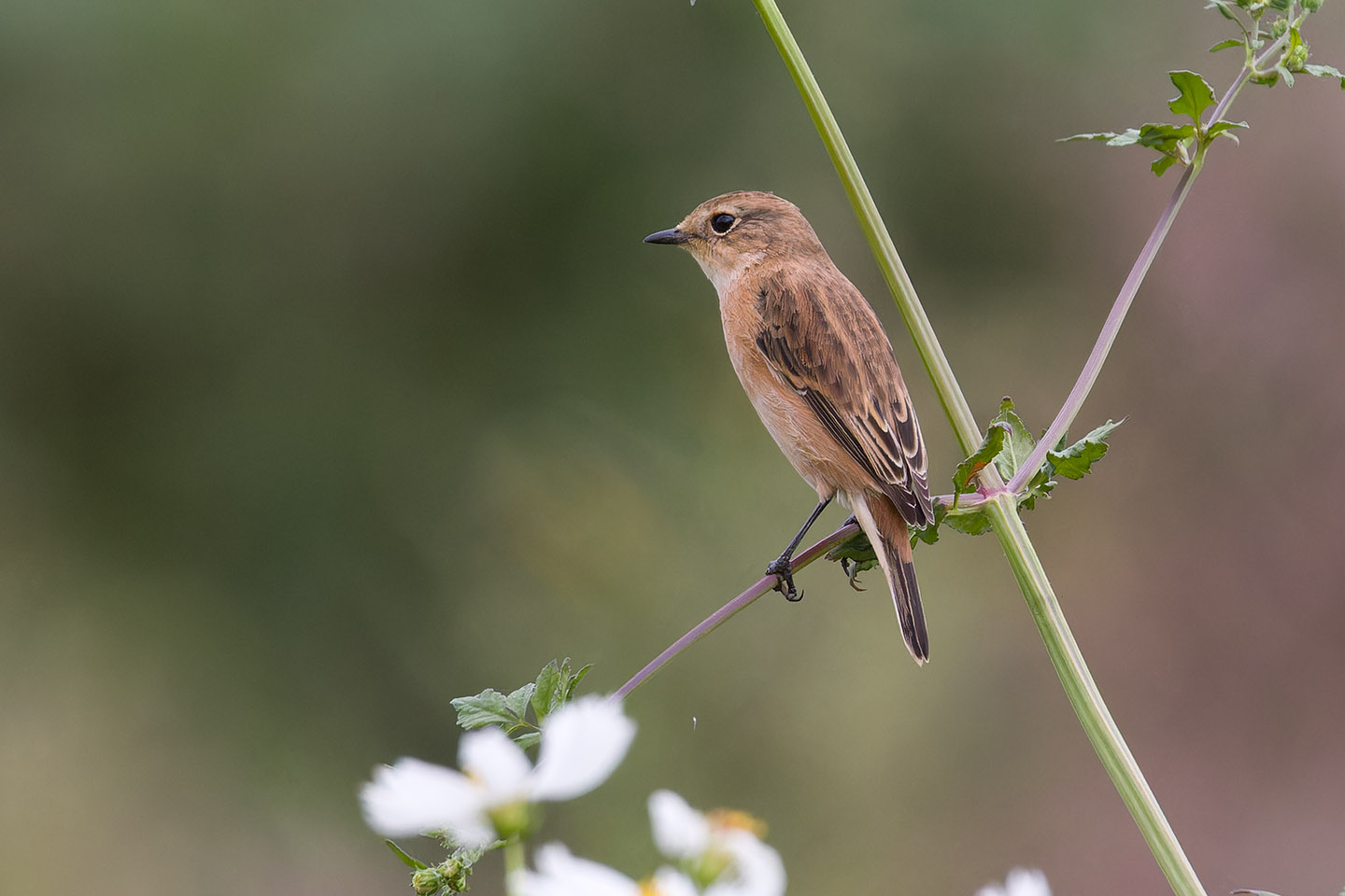 Canon EOS 60D + TAMRON SP 150-600mm F/5-6.3 Di VC USD (A011) and DxO PureRAW 3