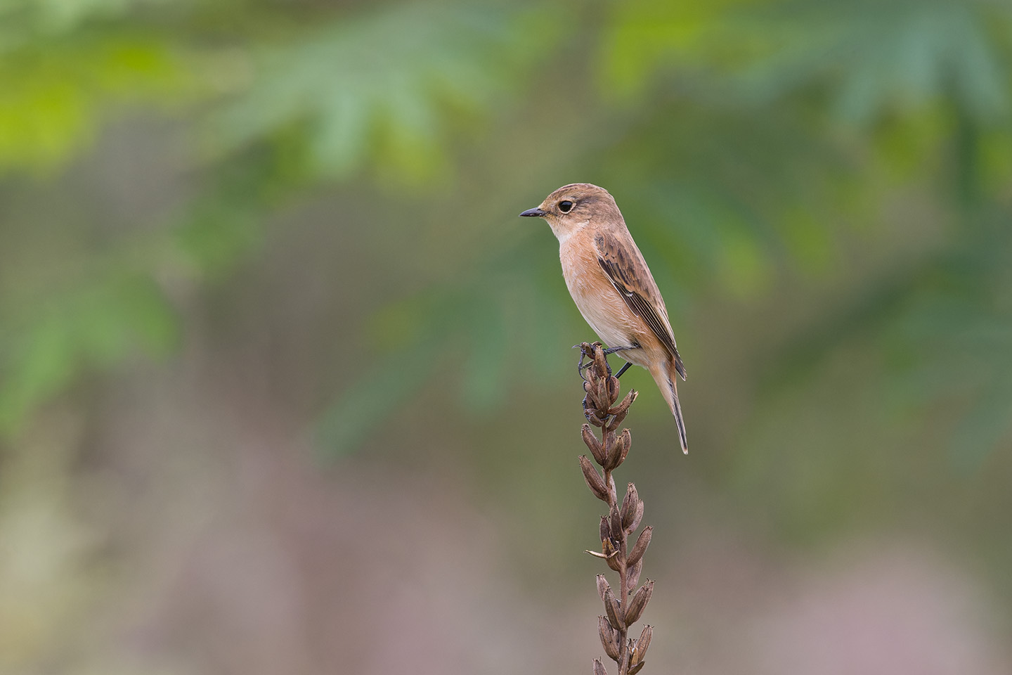 Canon EOS 60D + TAMRON SP 150-600mm F/5-6.3 Di VC USD (A011) and DxO PureRAW 3