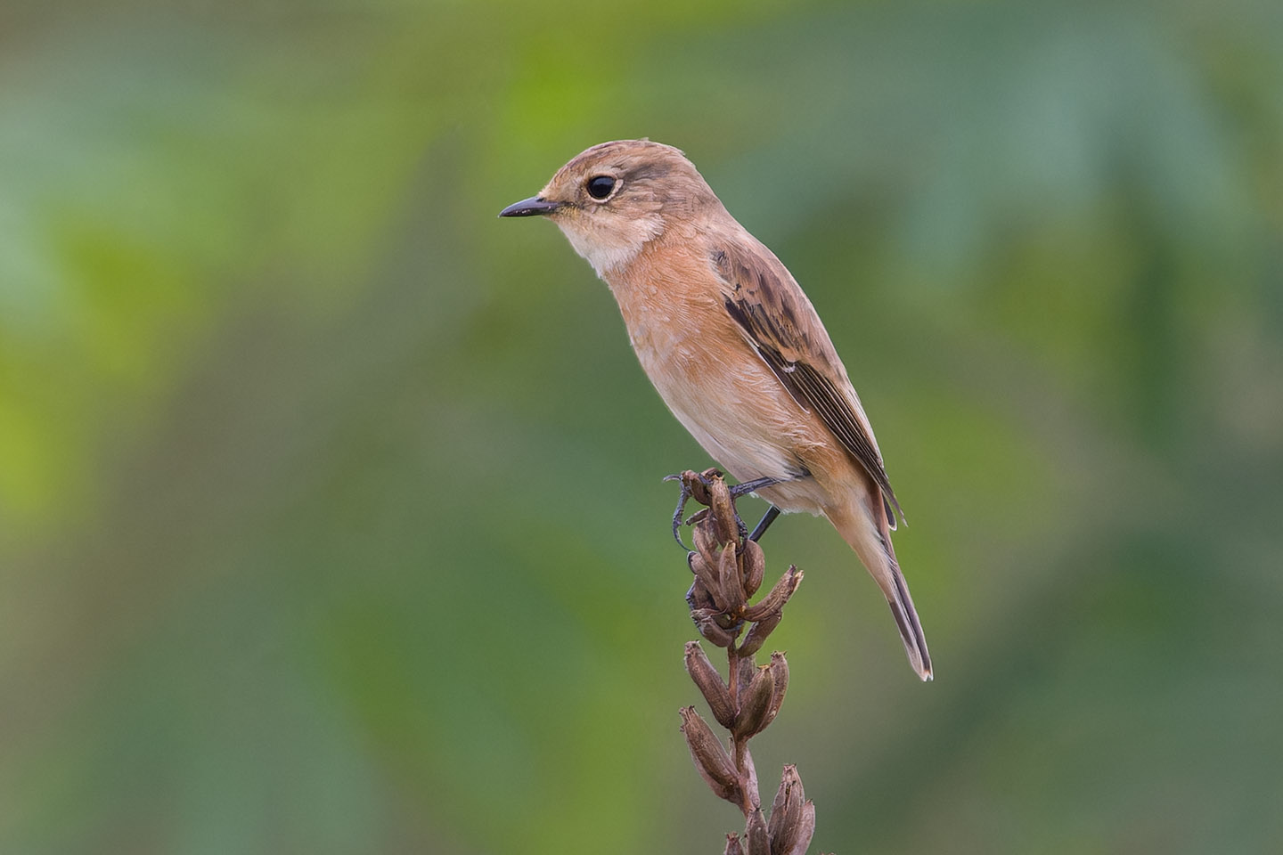 Canon EOS 60D + TAMRON SP 150-600mm F/5-6.3 Di VC USD (A011) and DxO PureRAW 3