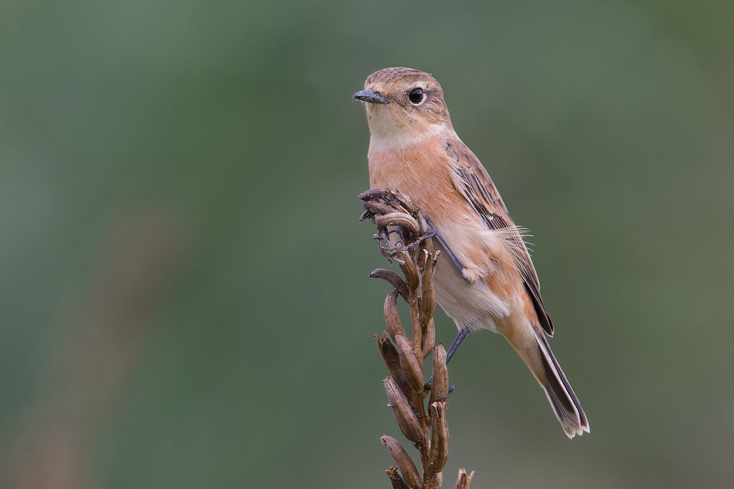 Canon EOS 60D + TAMRON SP 150-600mm F/5-6.3 Di VC USD (A011) and DxO PureRAW 3